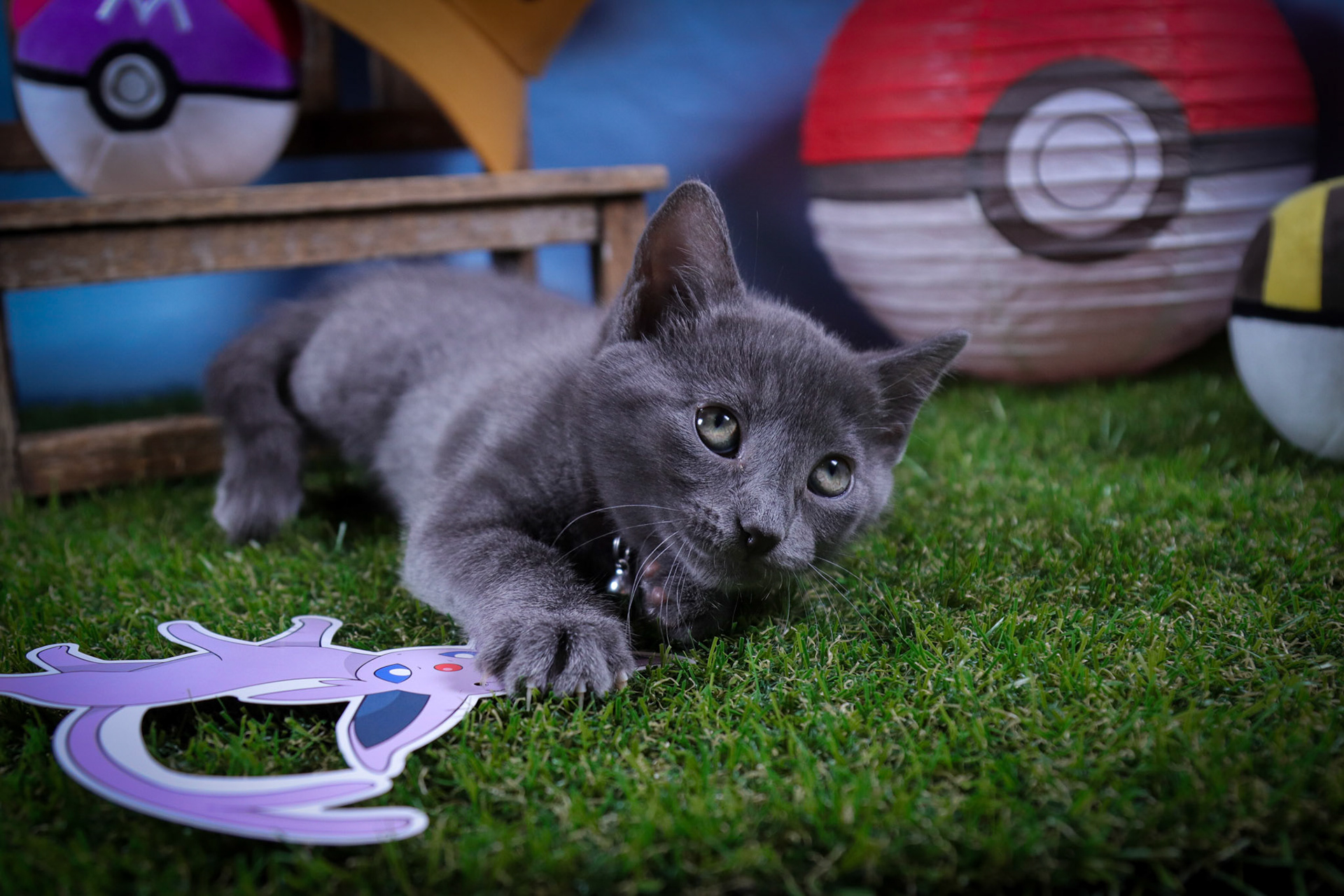Espeon (F-DSH-Black)