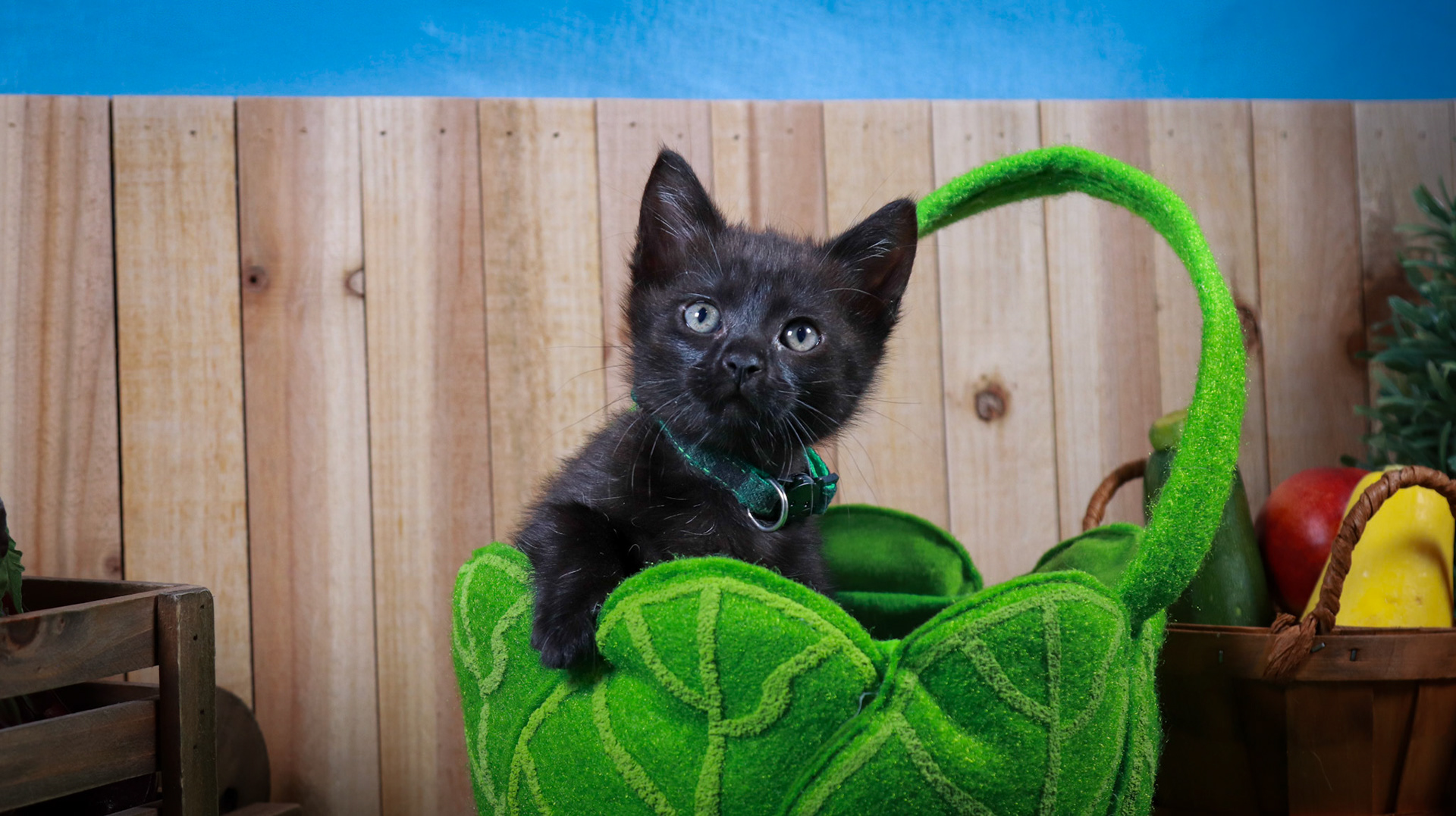 Clover (F-DSH-Black)