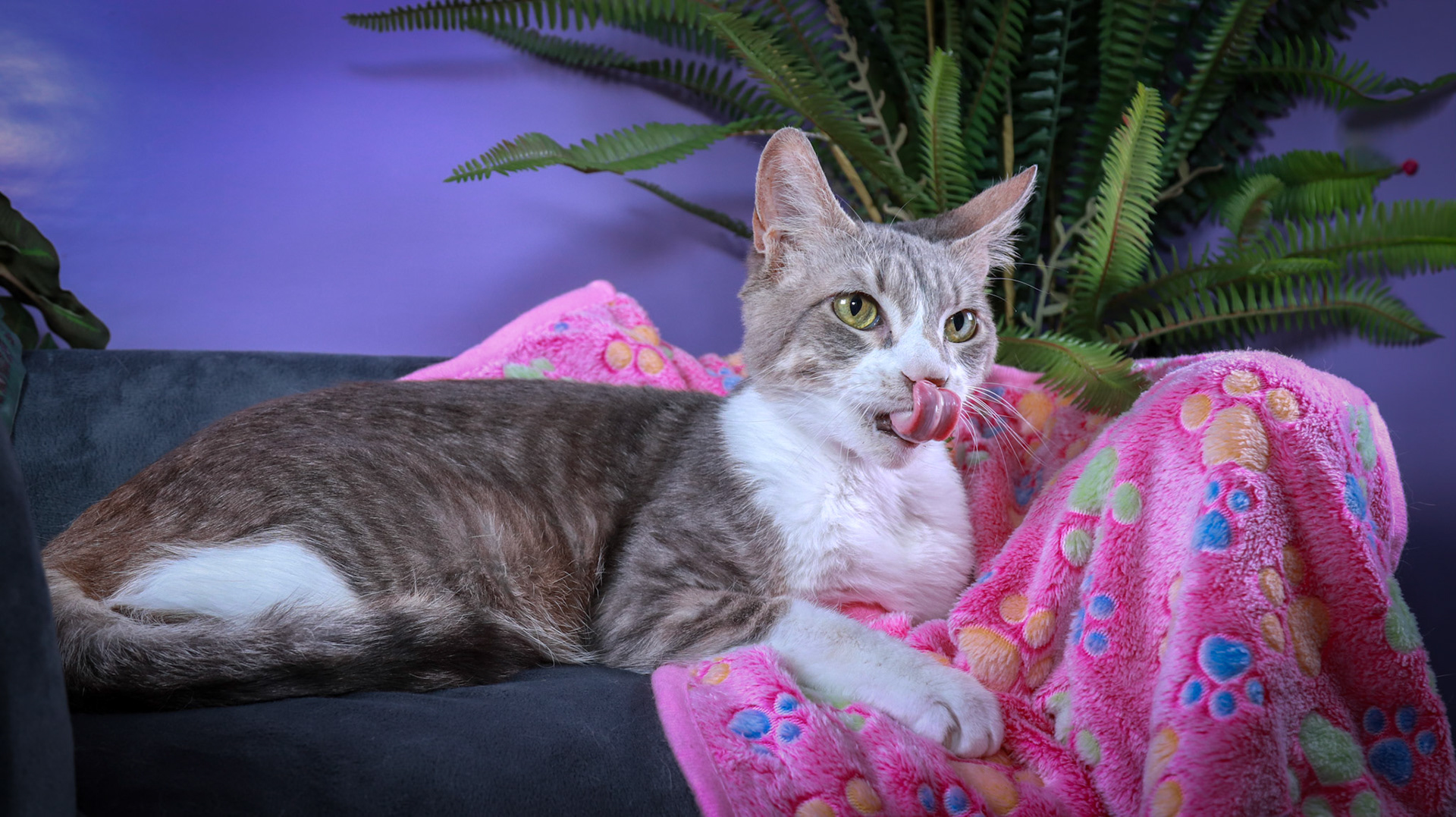 Sandy (F-DSH-Grey/White/Tuxie)