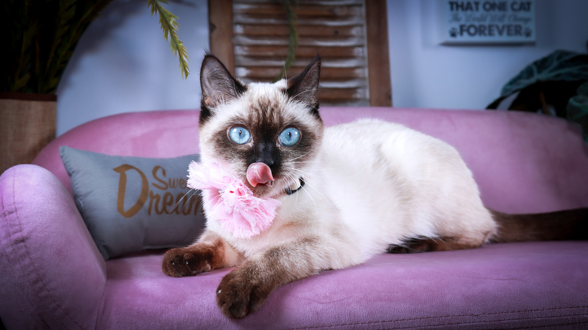 Meci (F-DSH-Seal Point Siamese)
