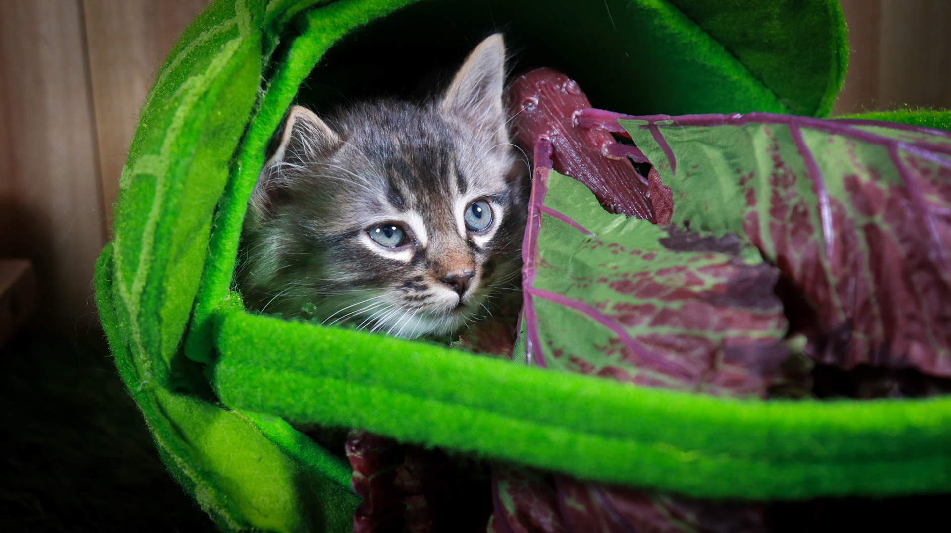 Stormy (M-DLH-Grey/Tan/Tabby)