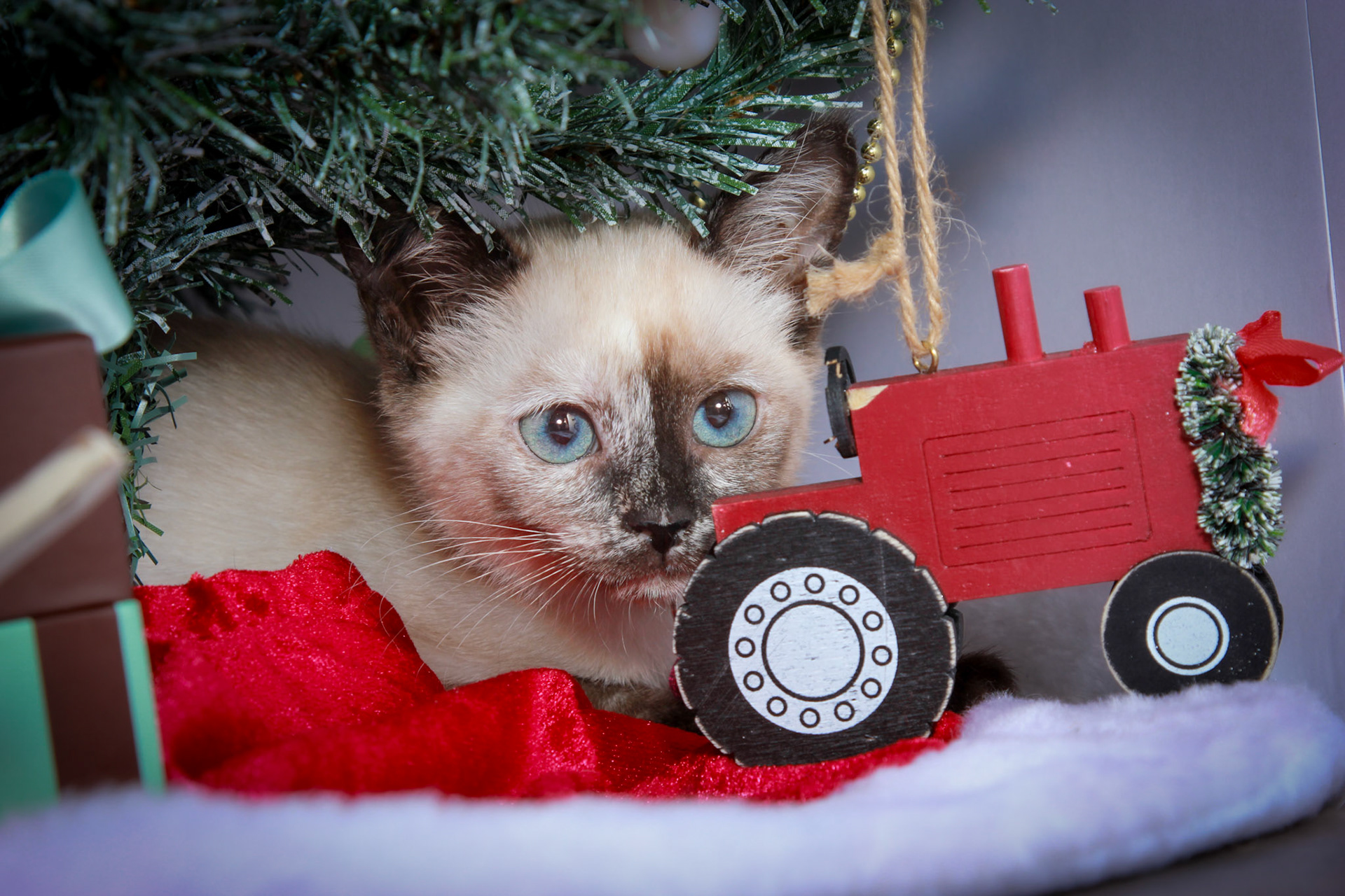 Maple (F-DSH-Tortie Pint Siamese)