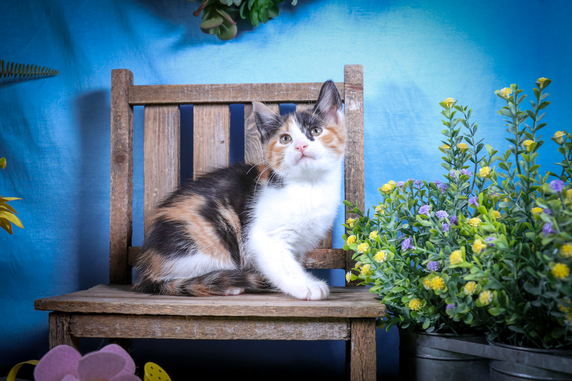 Mimzy (F-DSH-Calico)