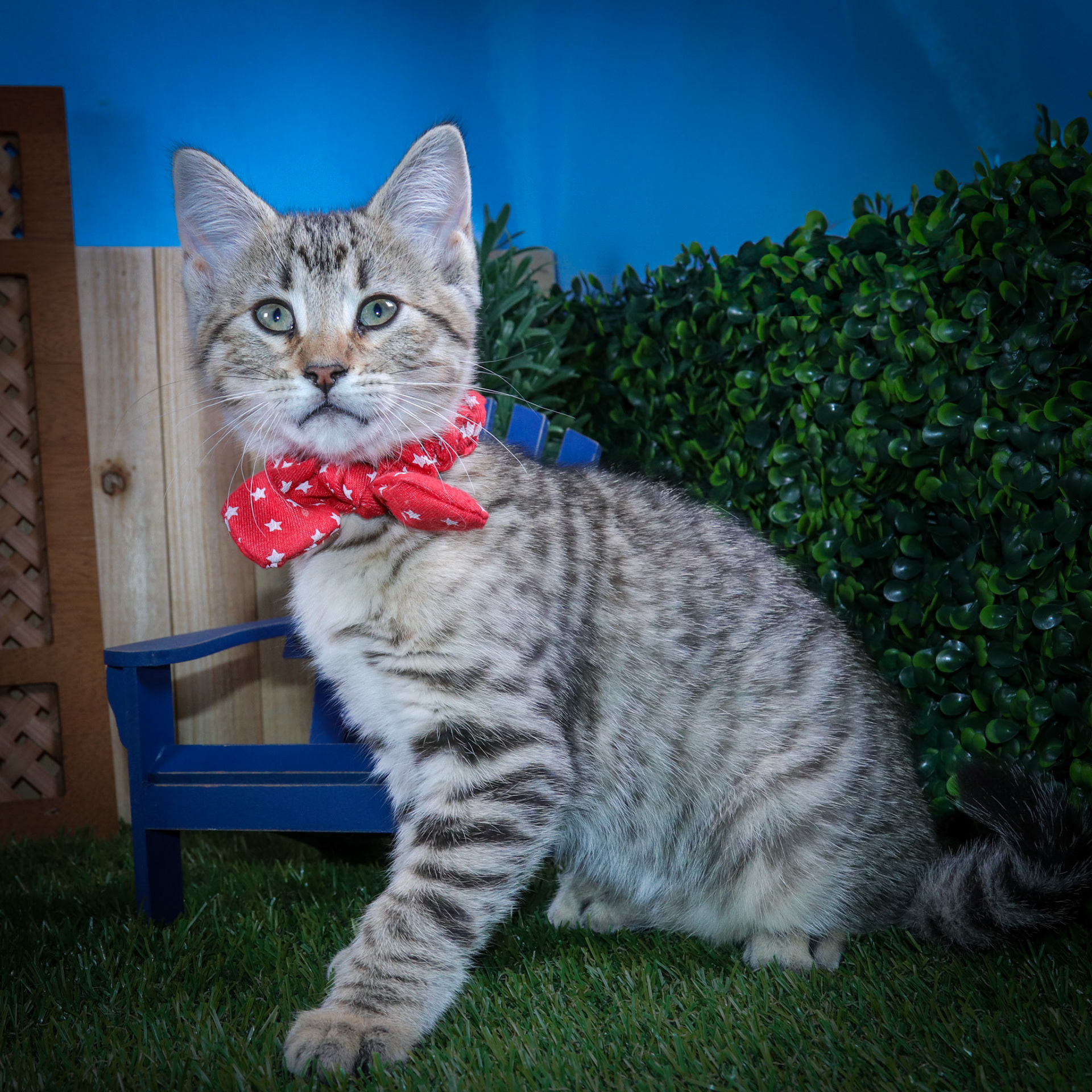 Sheila (F-DSH-Tabby)