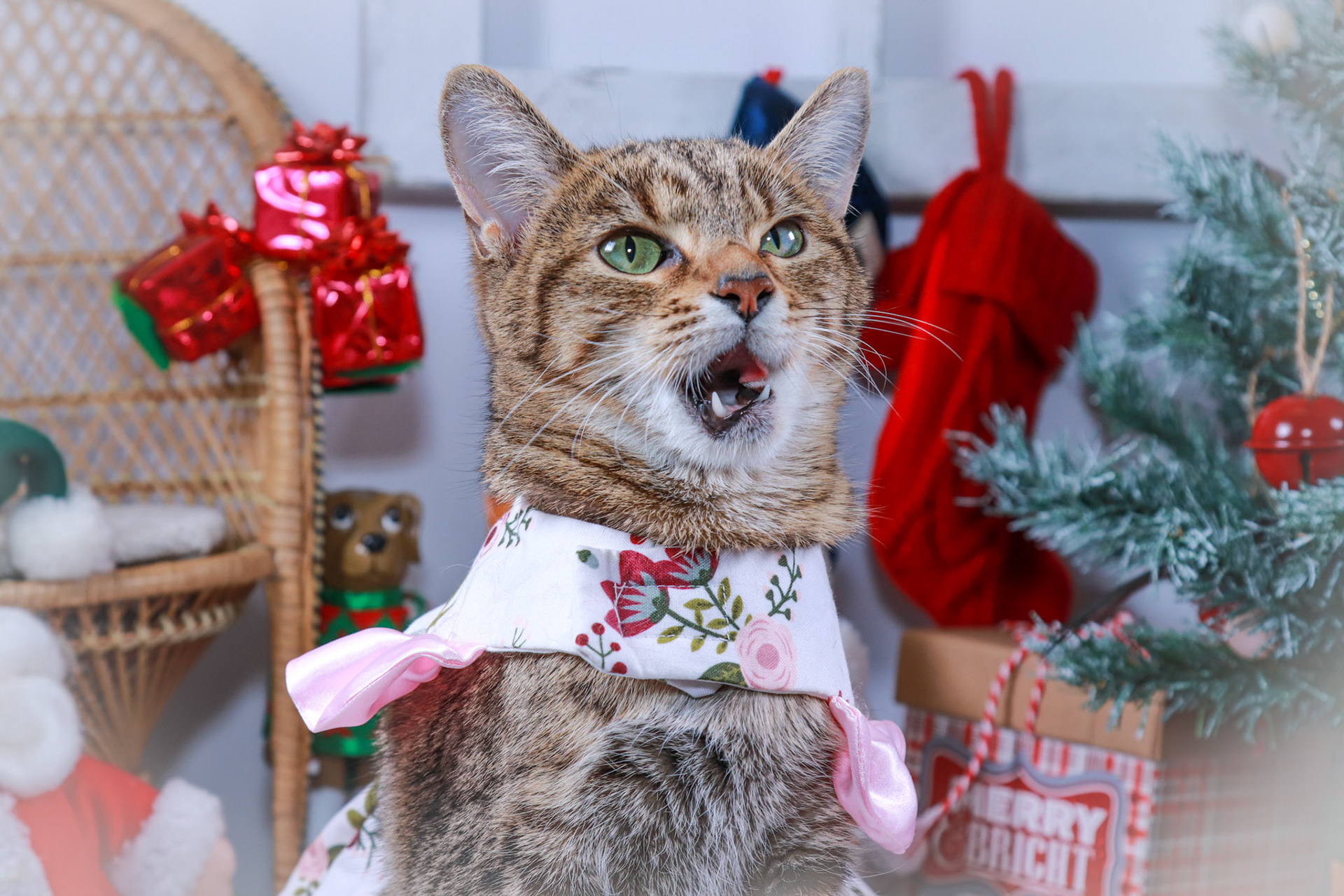 Keiko (F-DSH-Tabby/Bengal Mix)
