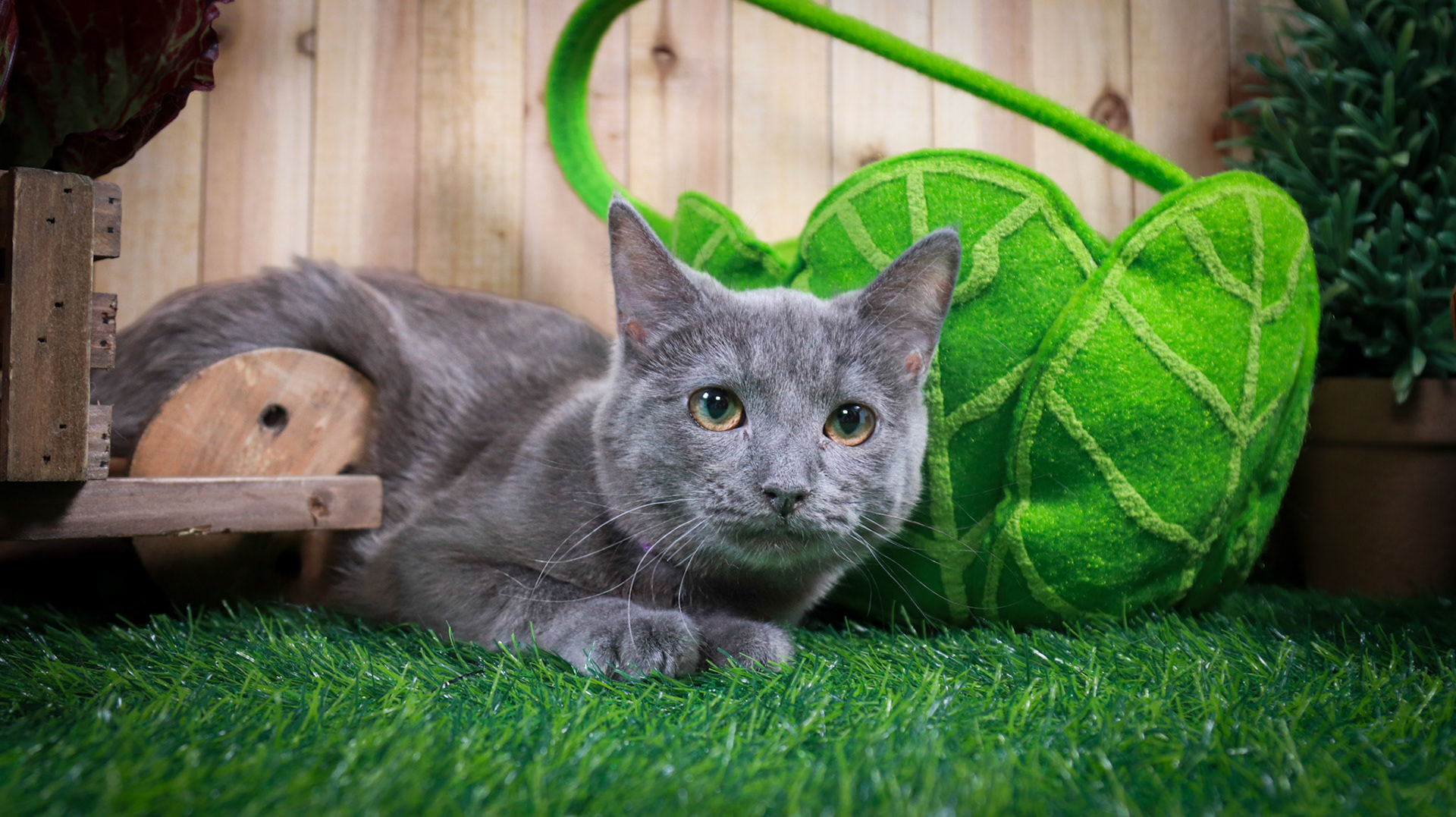 Violet (F-DSH-Gray)