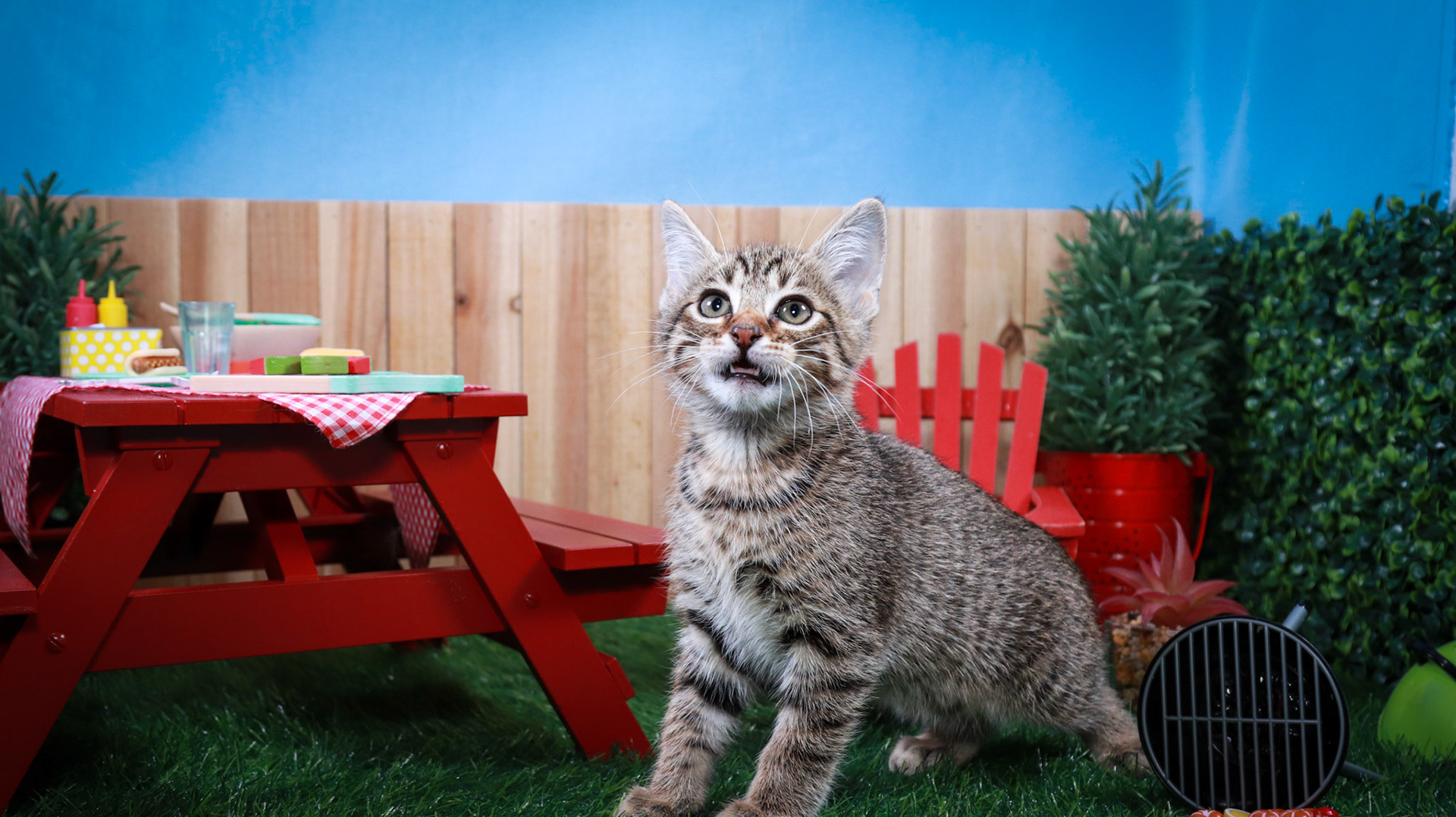 Bosky (M-DSH-Brown/Tabby)