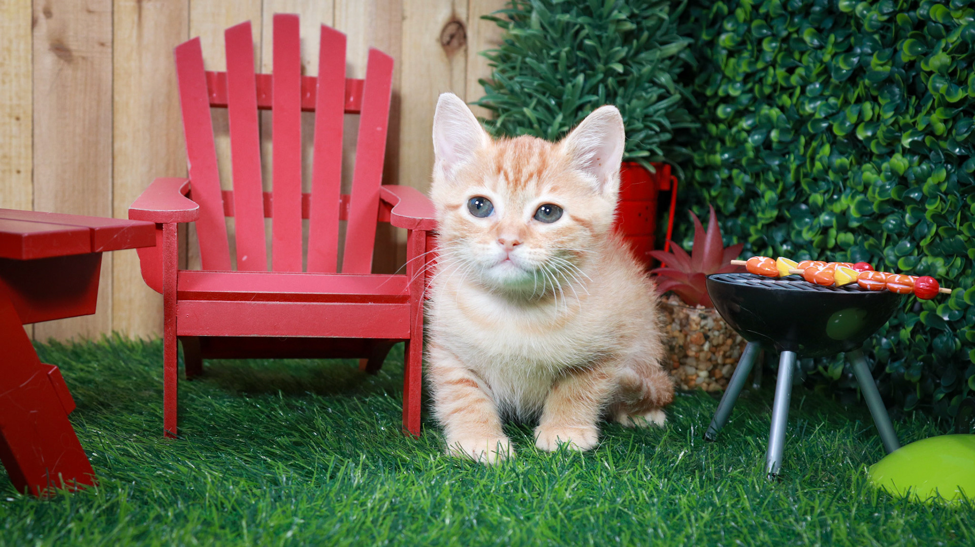 Bonnie (F-DSH-Ginger/Tabby)