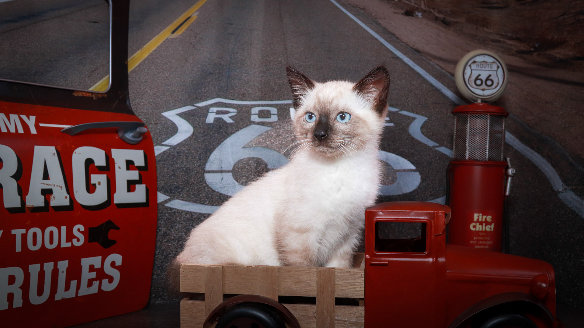 Bolt (M-DSH-Seal Point Siamese)