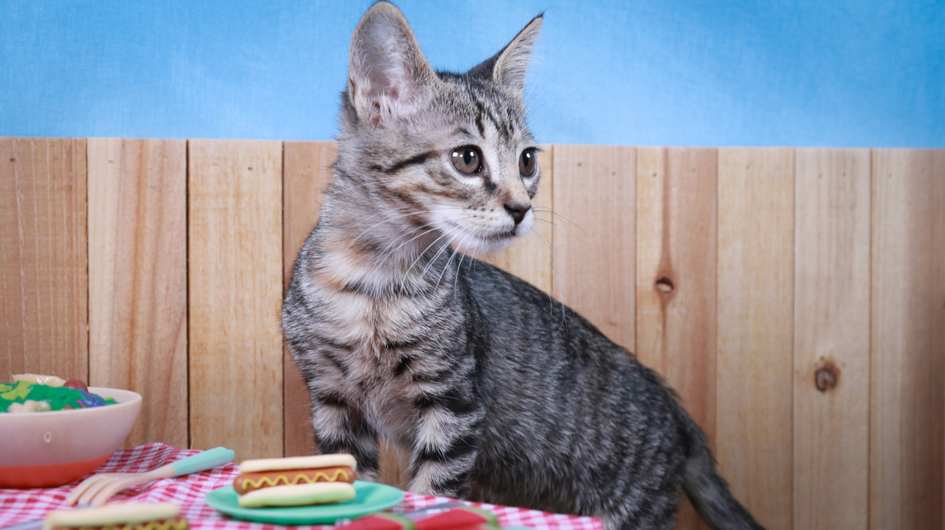 Toonces (F-DSH-Tabby)
