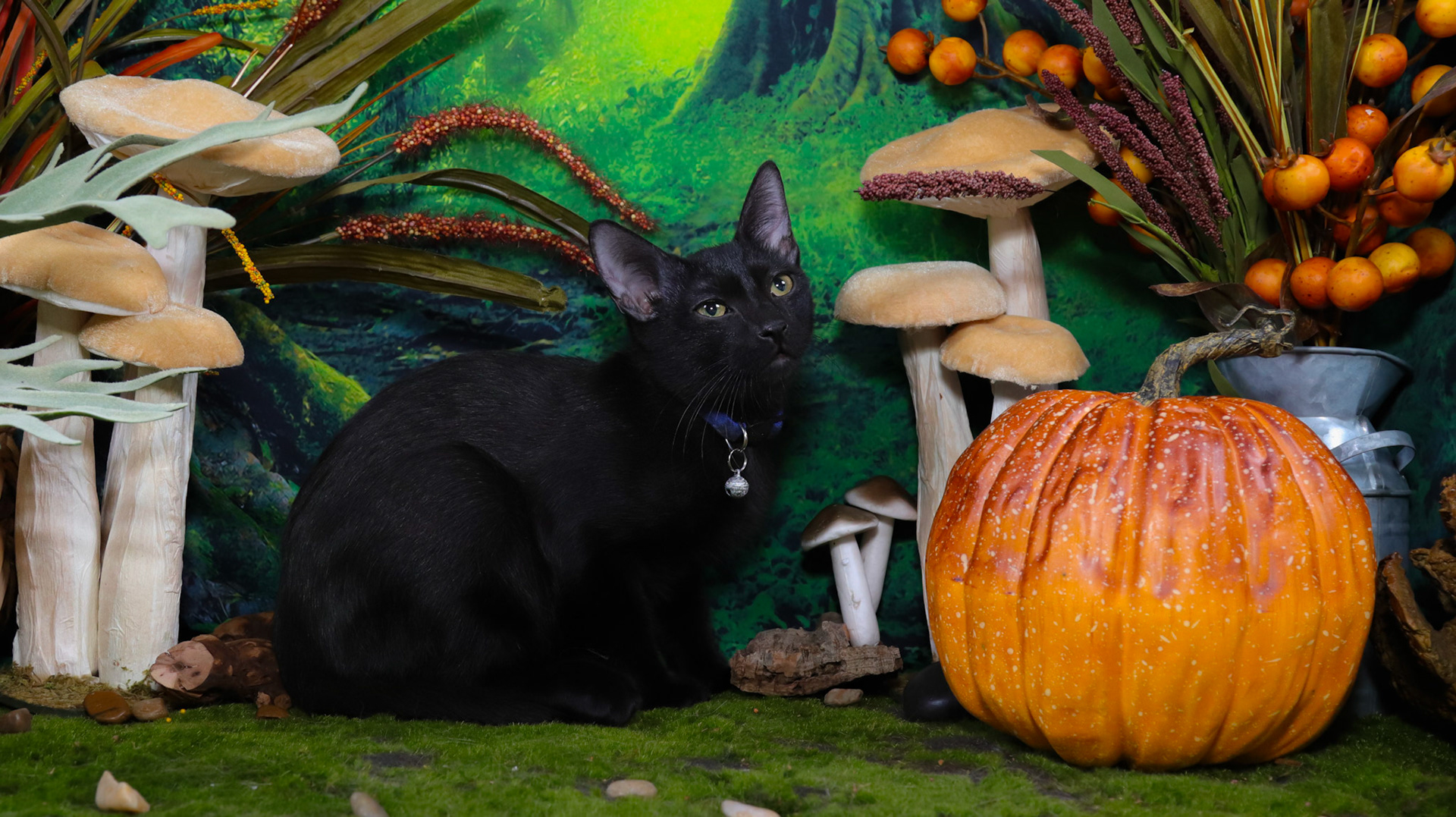 Raven (M-DSH-Black)