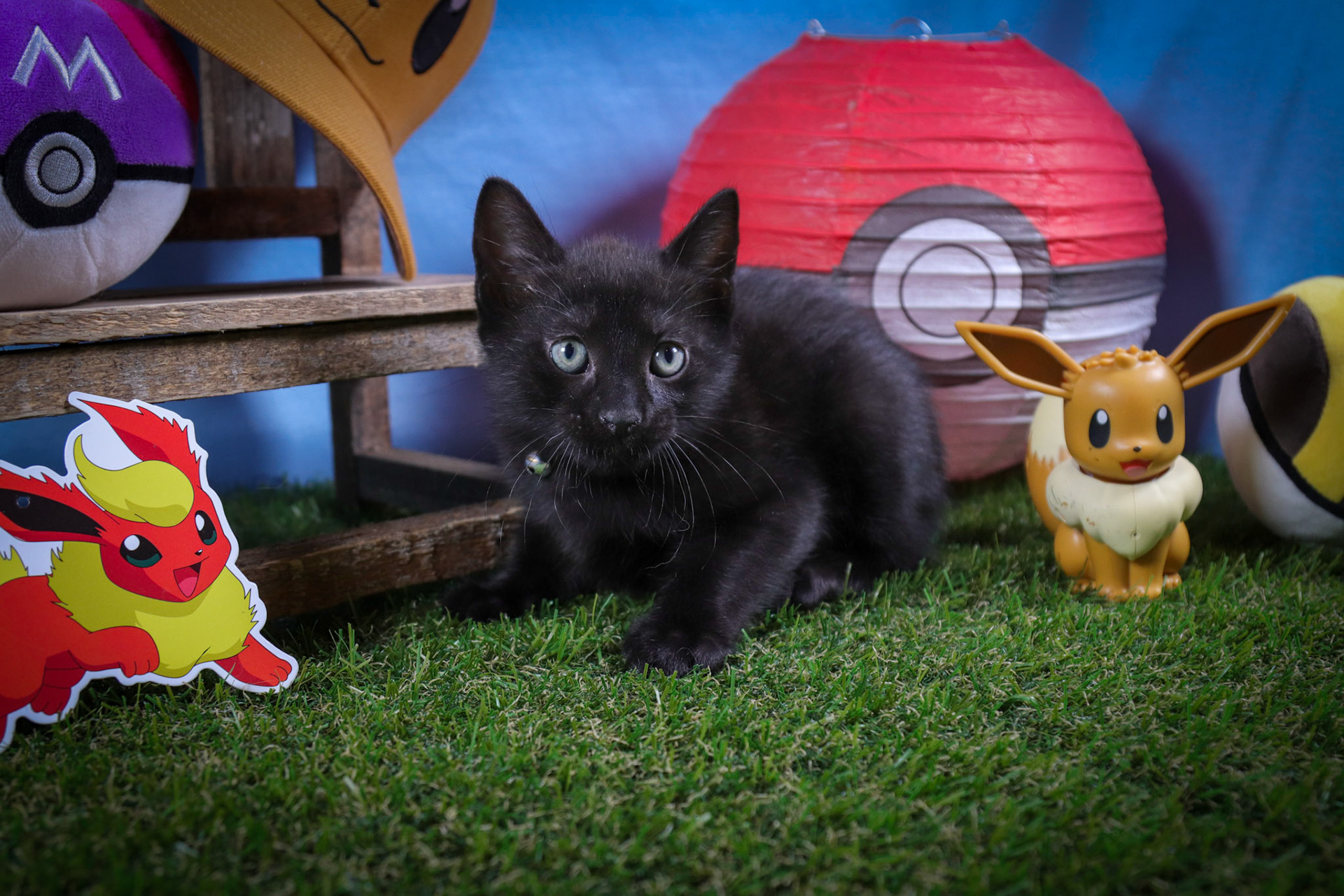 Flareon (M-DSH-Black)