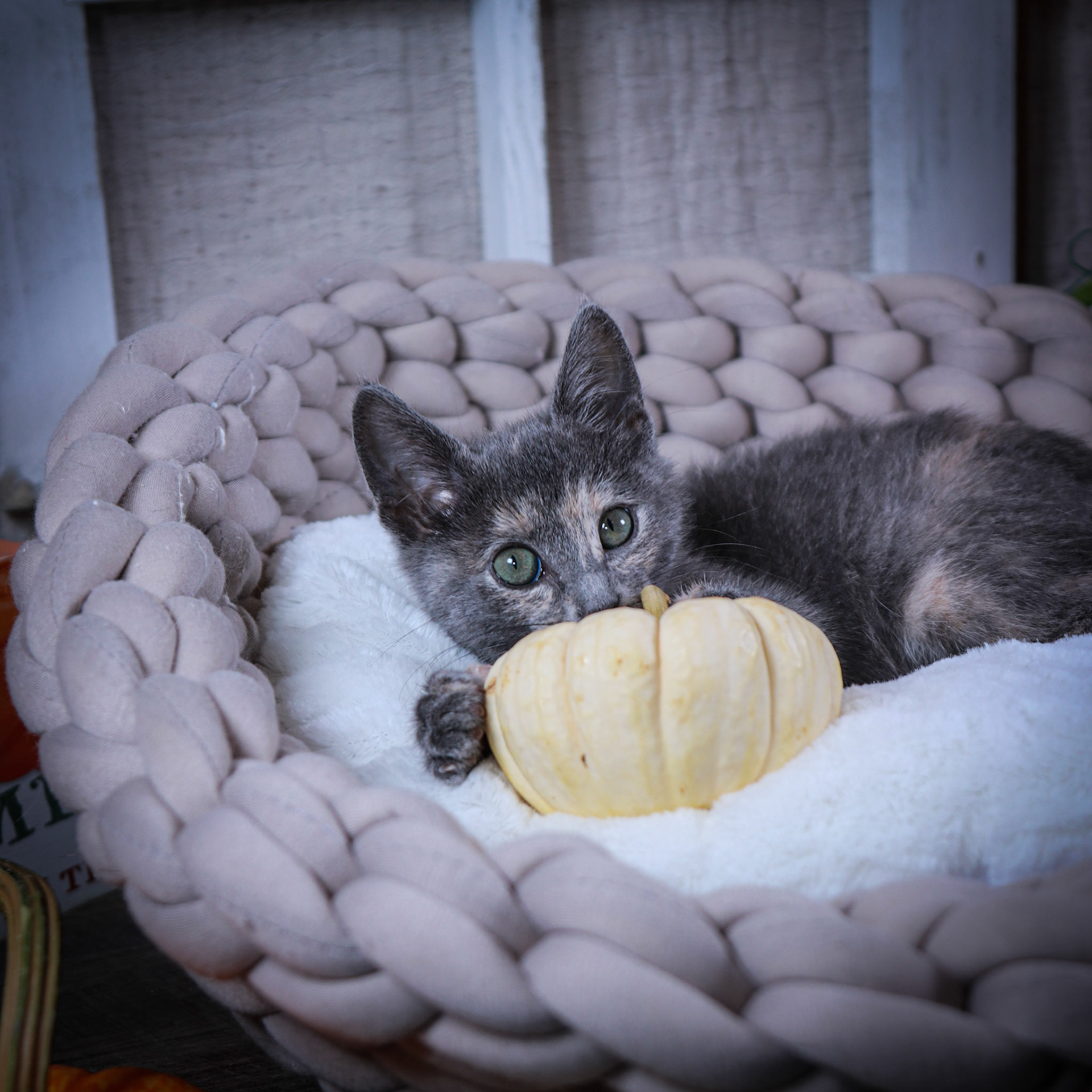 Chloe (F-DSH-Dilute/Torbie)