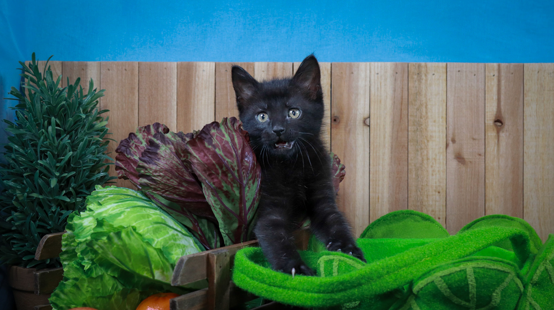 Lottie (F-DSH-Black)