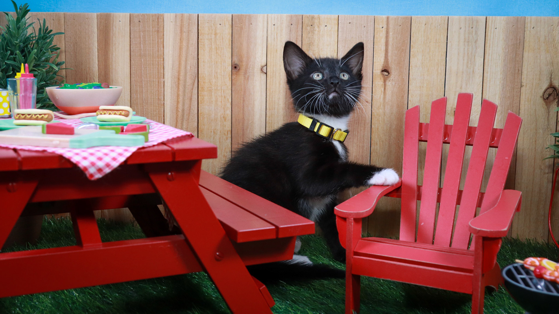 Onyx (F-DSH-Black/White/Tuxie)
