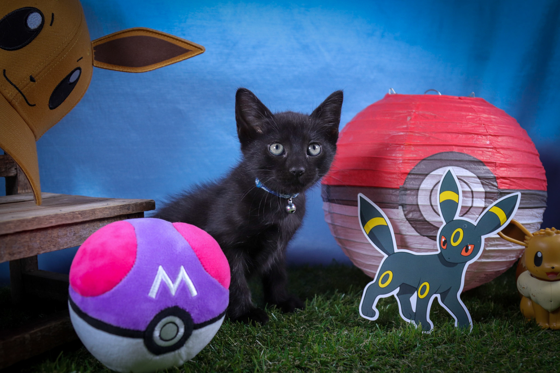 Umbreon (M-DSH-Black)