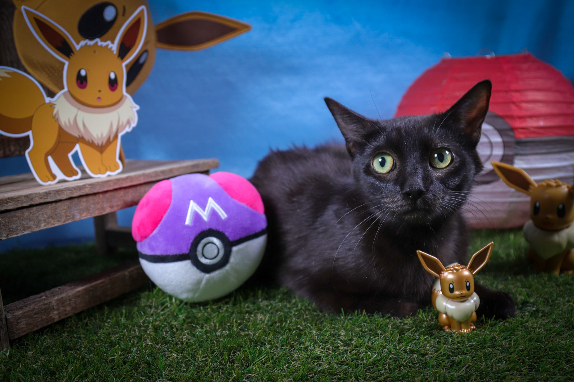 Eevee (F-DSH-Black/Mom)