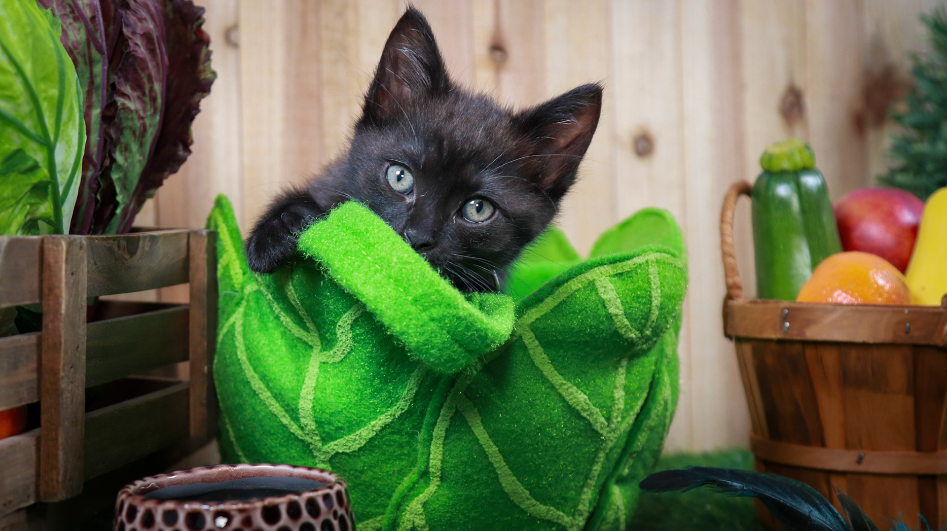 Clover (F-DSH-Black), Walter (M-DSH-Tabby)