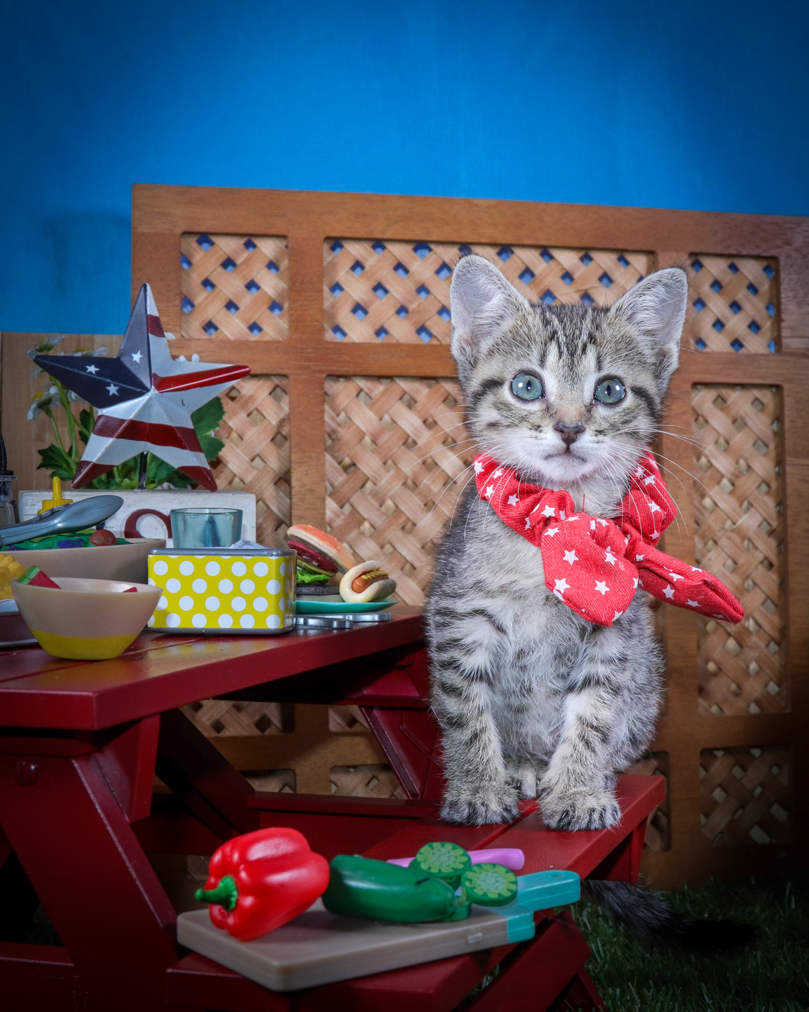 Alice (F-DSH-Tabby/Red Collar)