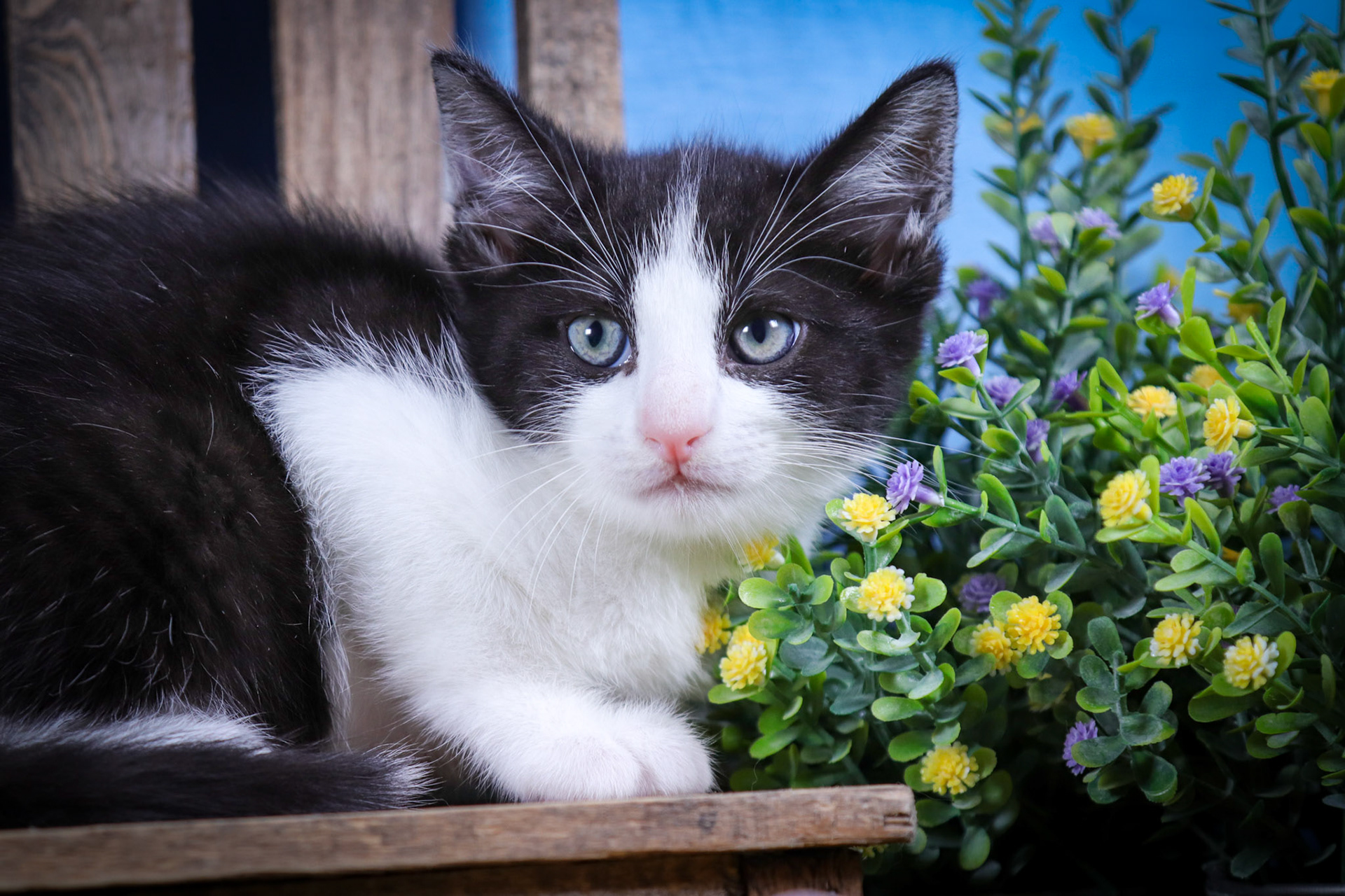 Dax (M-DSH-Tuxie)