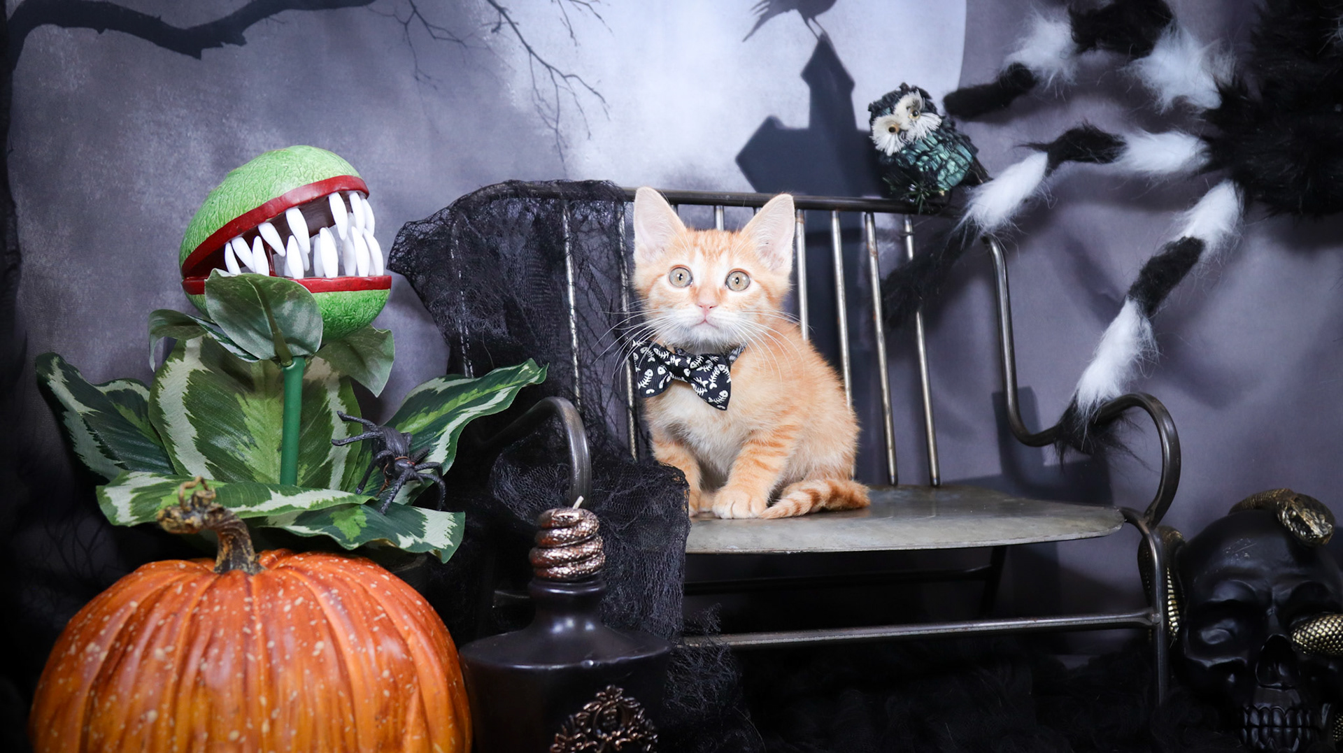 Arlo (M-DSH-Ginger)