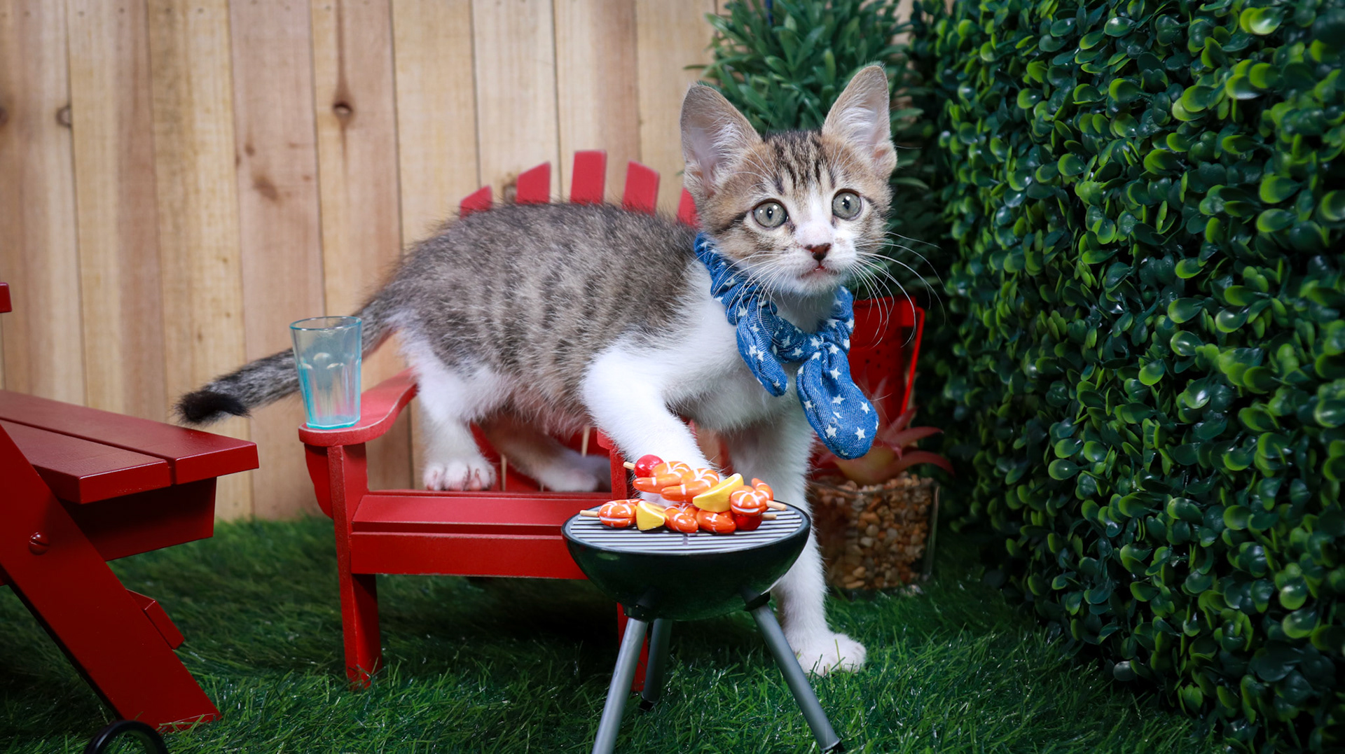 Eragon (M-DSH-Tabby/White)