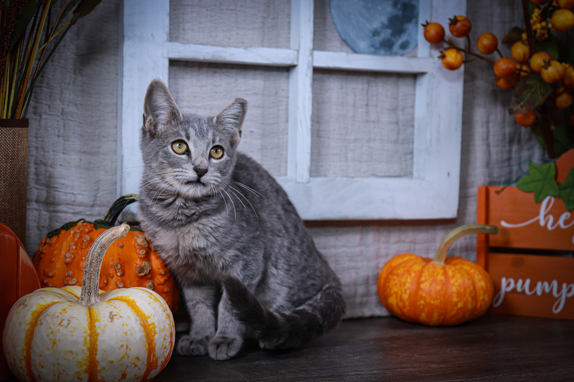 Fontana (F-DSH-Gray/Tabby)