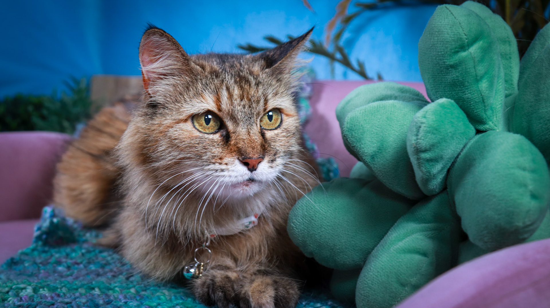 Anda (F-DLH-Brown/Tabby/Manx)