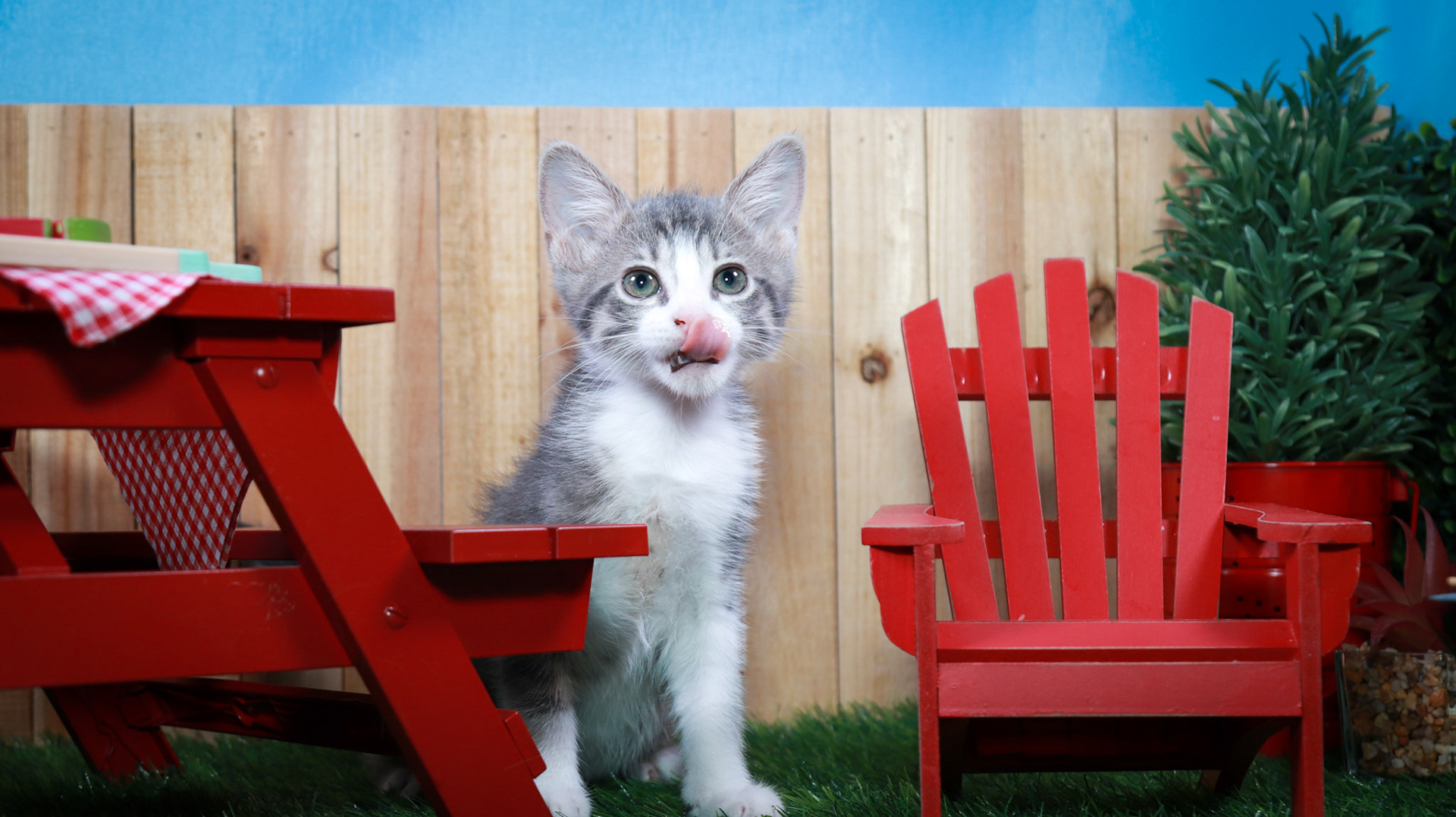 Petunia (F-DSH-Grey/Tabby/White)