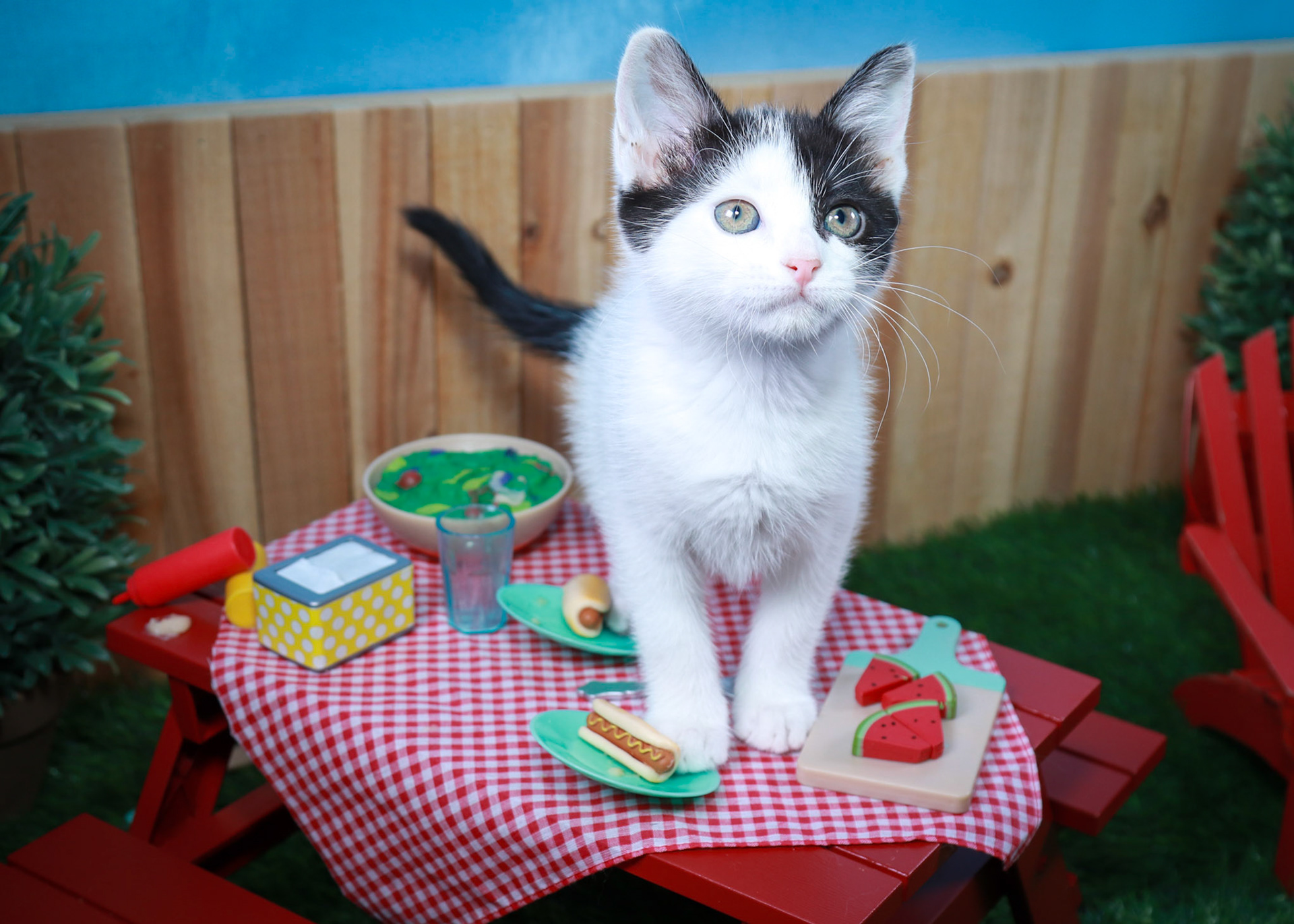 Juniper (F-DSH-Black/White)