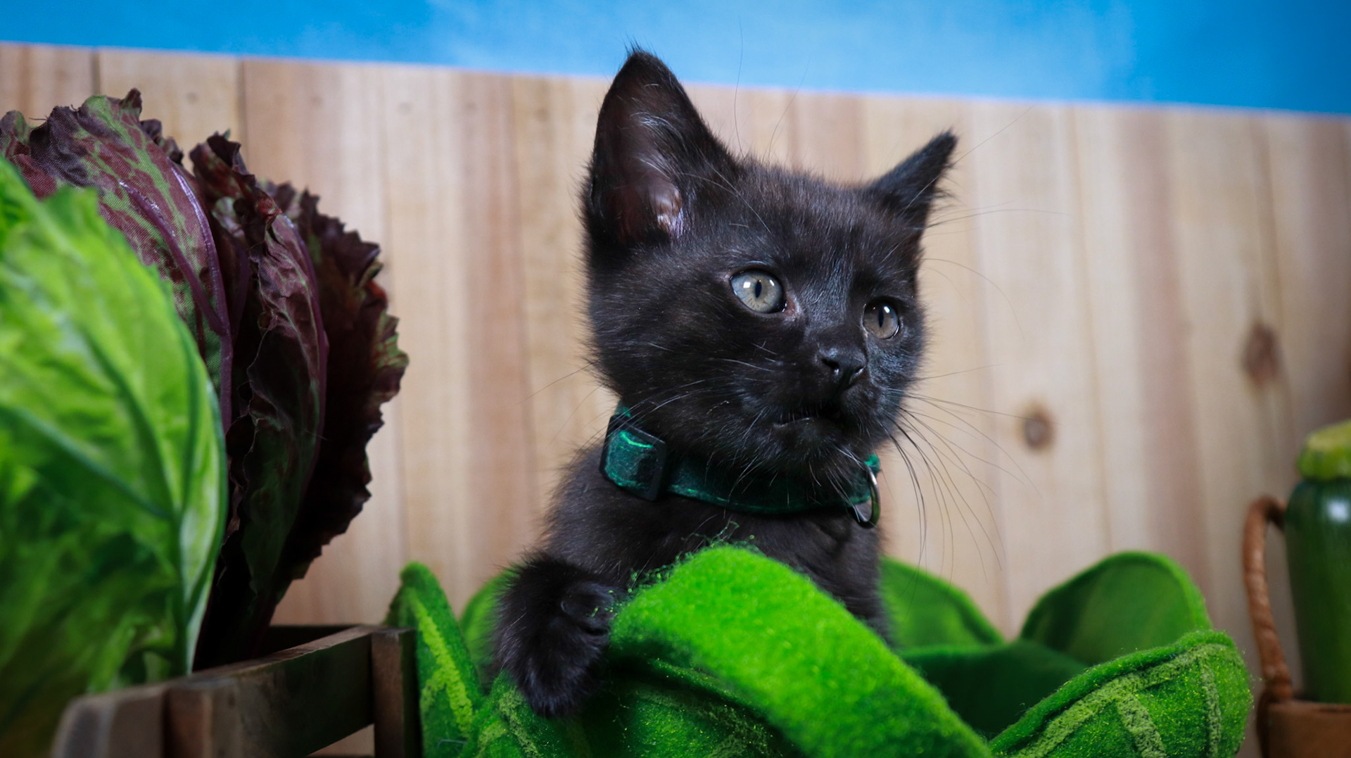 Clover (F-DSH-Black), Walter (M-DSH-Tabby)