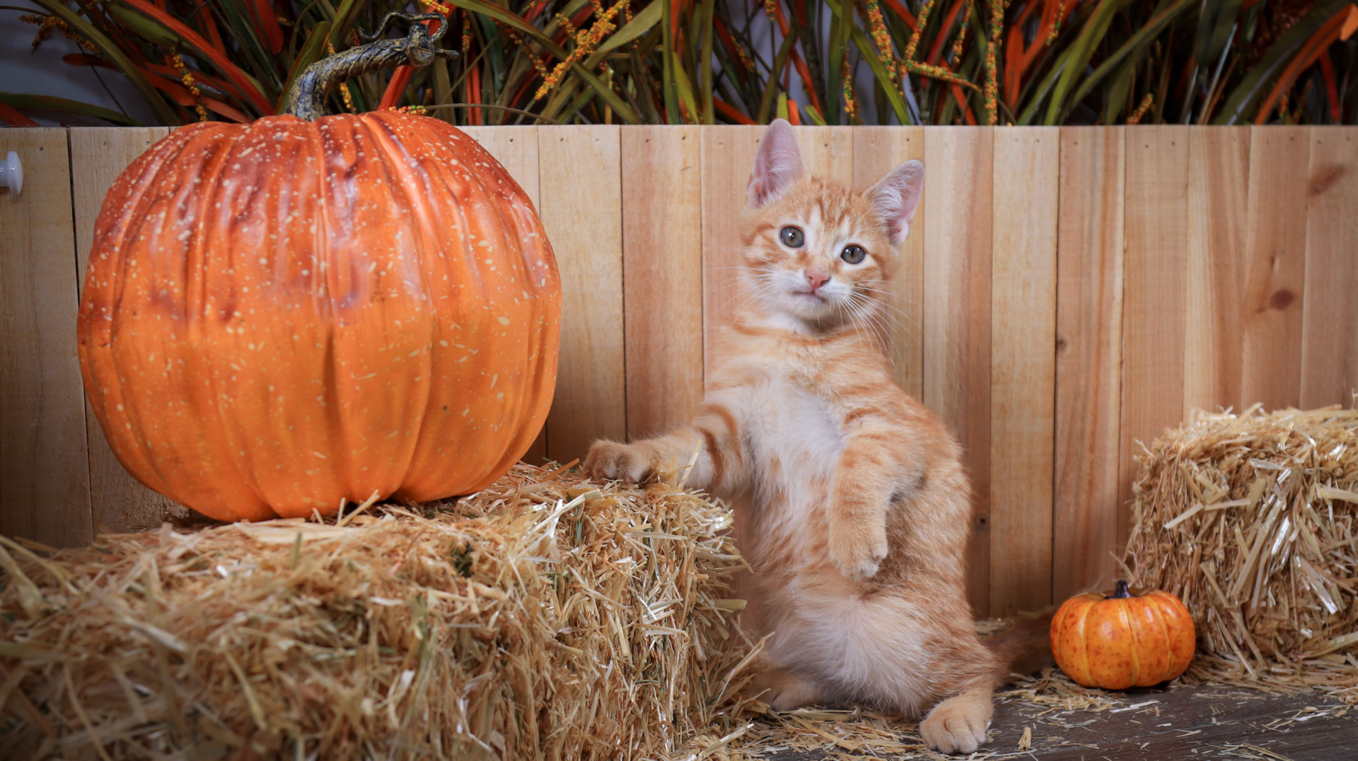 Chester (M-DSH-Ginger)
