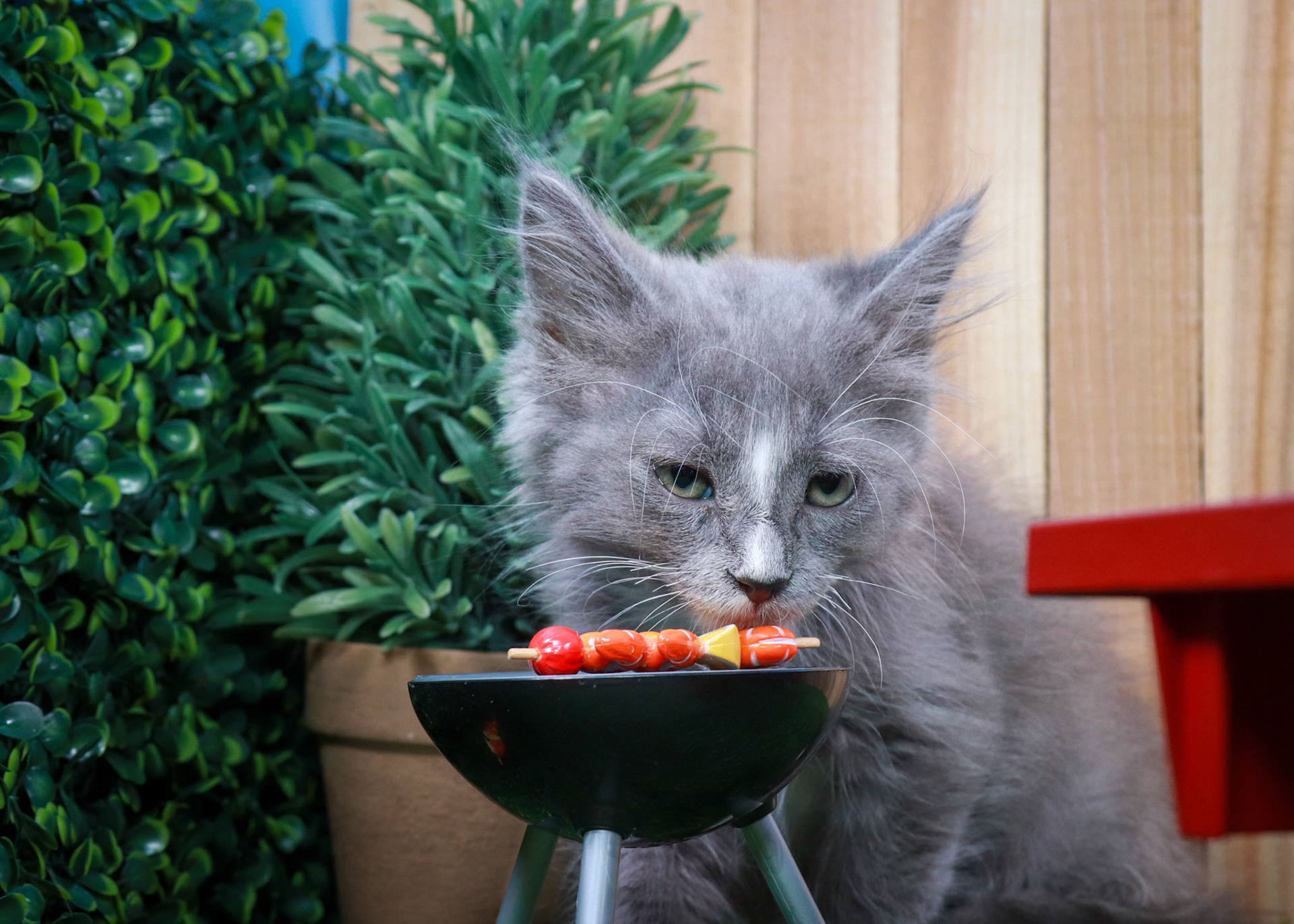 Pepper (M-DLH-Gray/White/Tuxie)