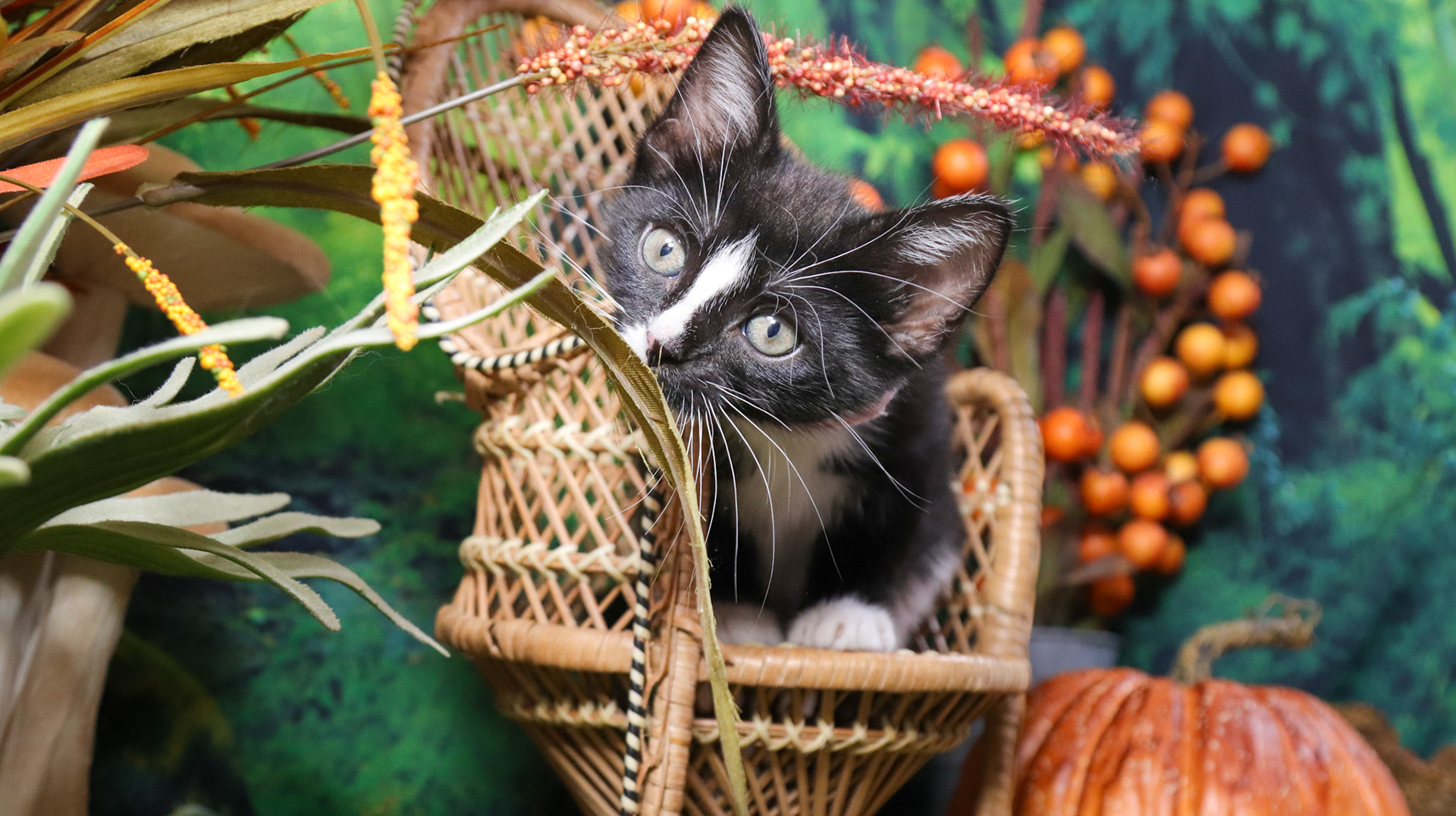 Magnolia (F-DSH-Black/White/Tuxie)