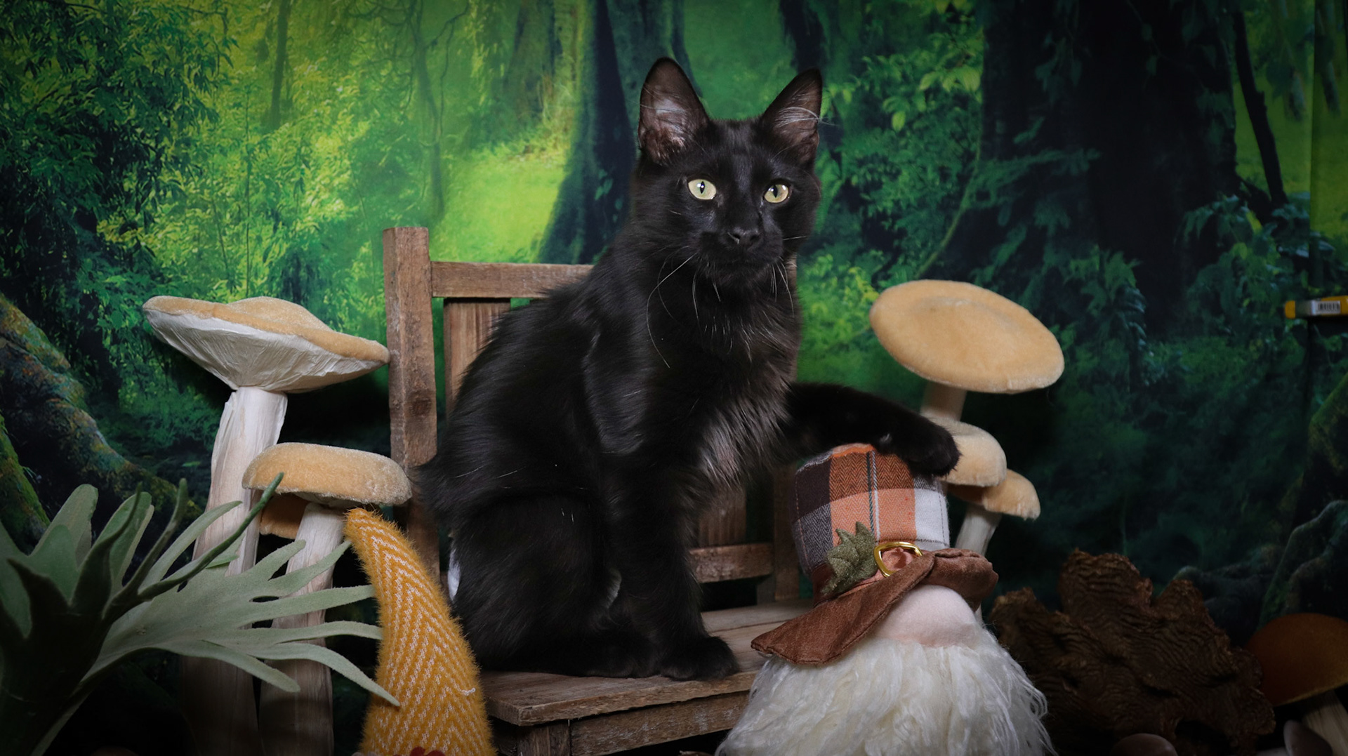 Rafiki (M-DLH-Black/Manx)
