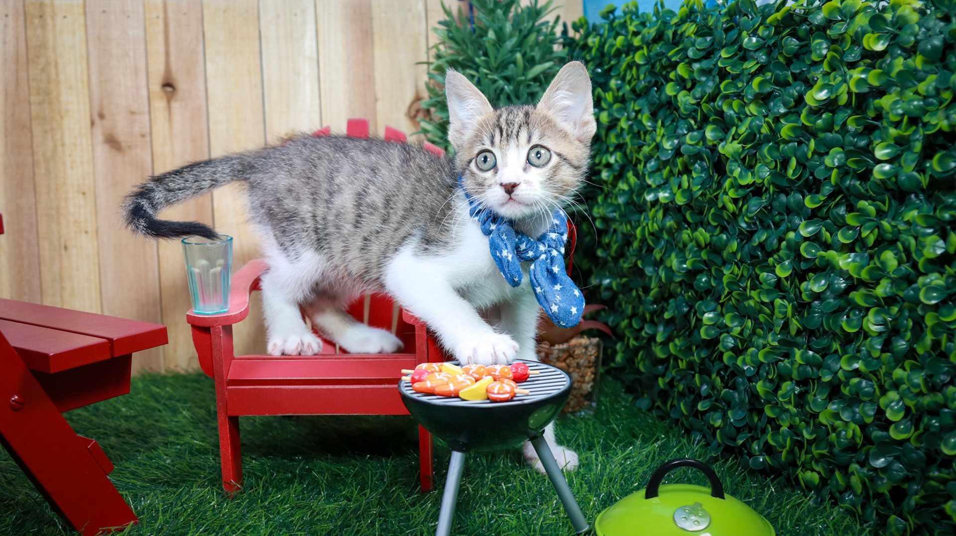 Eragon (M-DSH-Tabby/White)