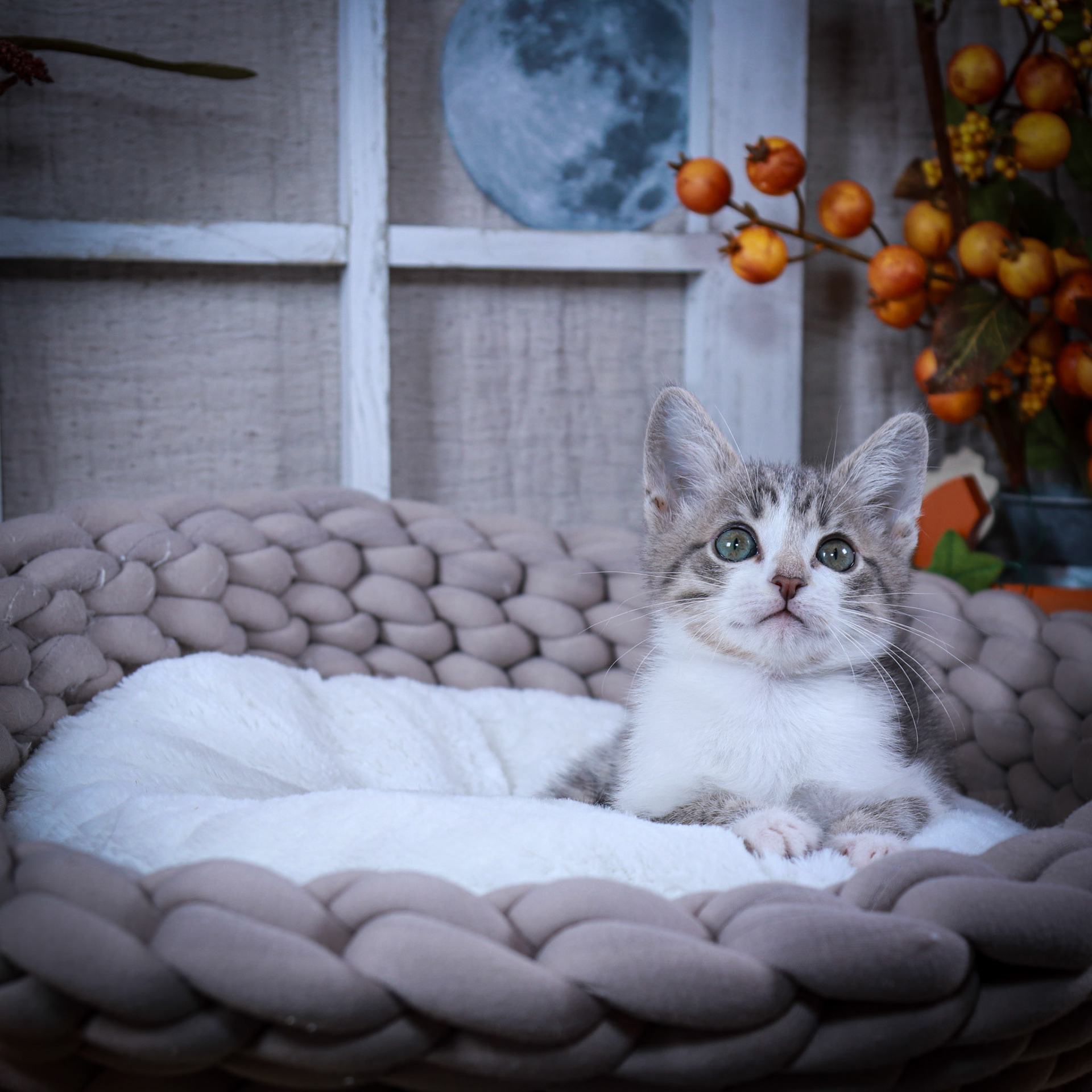 Nico (M-DSH-White/Gray/Tabby)