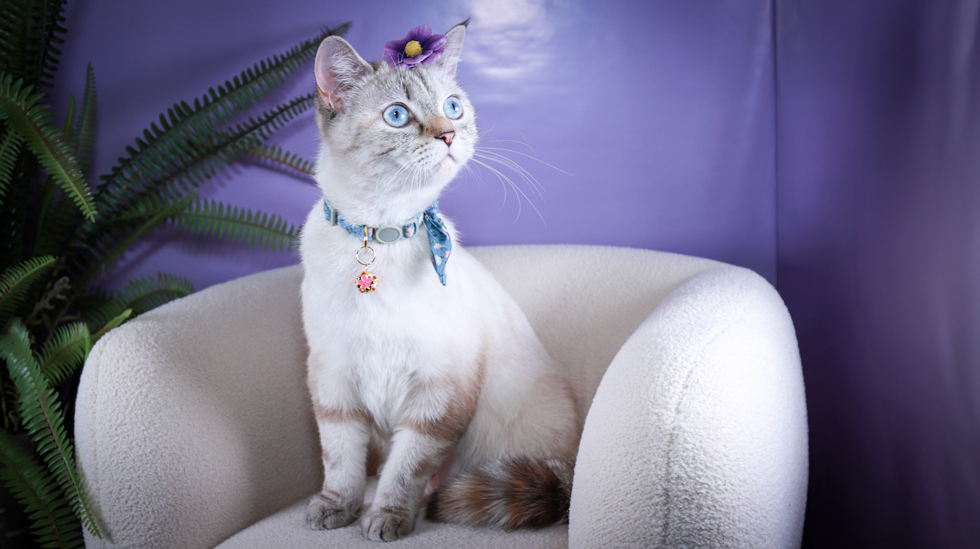 Lumi (F-DSH-Lynx Point Siamese)