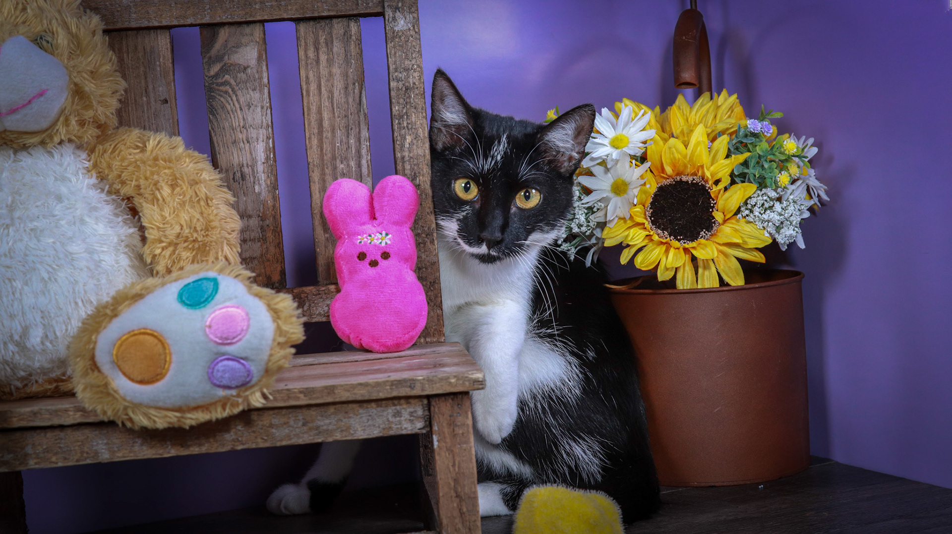 Jujubee (F-DSH-Black/White)