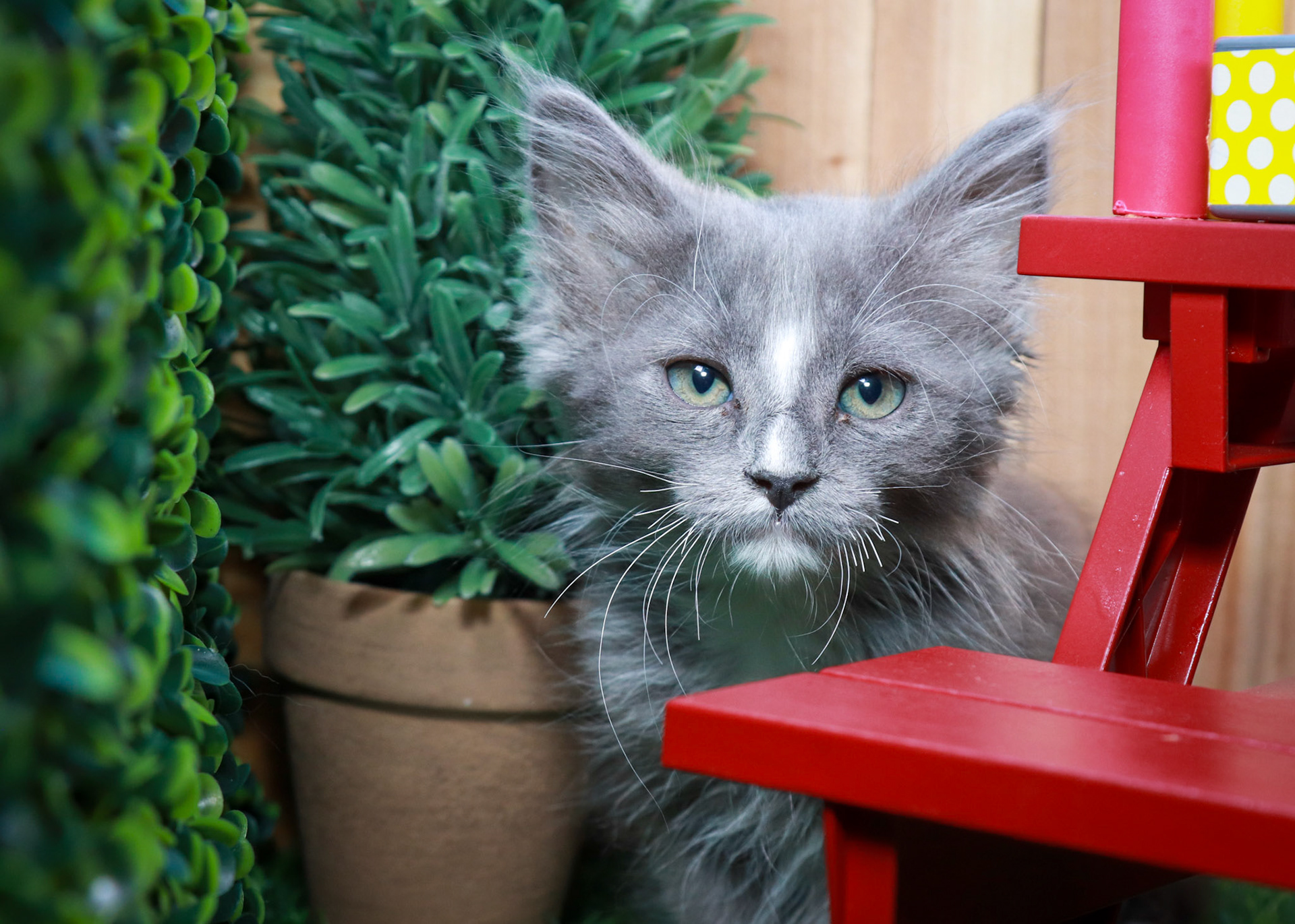 Pepper (M-DLH-Gray/White/Tuxie)