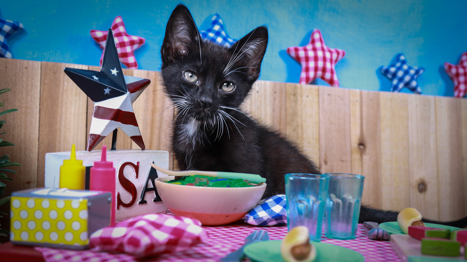 Davy Jones (M-DSH-Black/White/Tuxie)