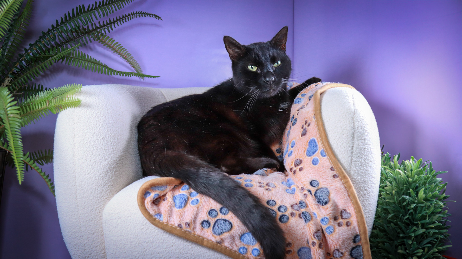 Klondike (M-DSH-Black)