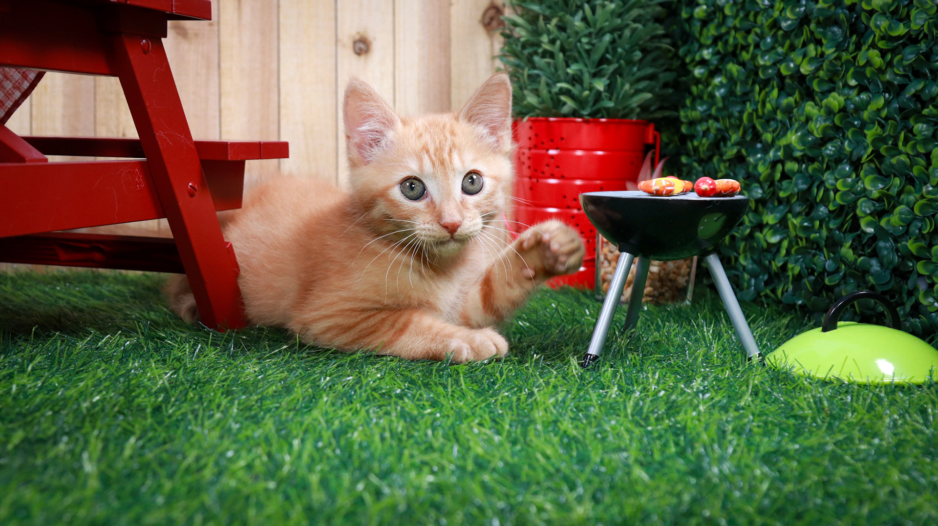 Gus Gus (M-DSH-Ginger)