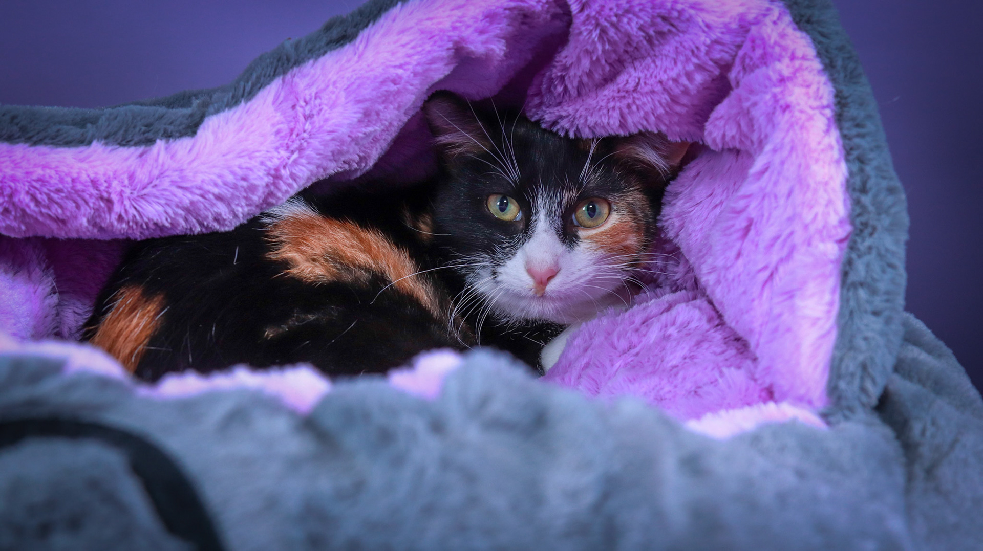 Izzy (F-DSH-Calico)