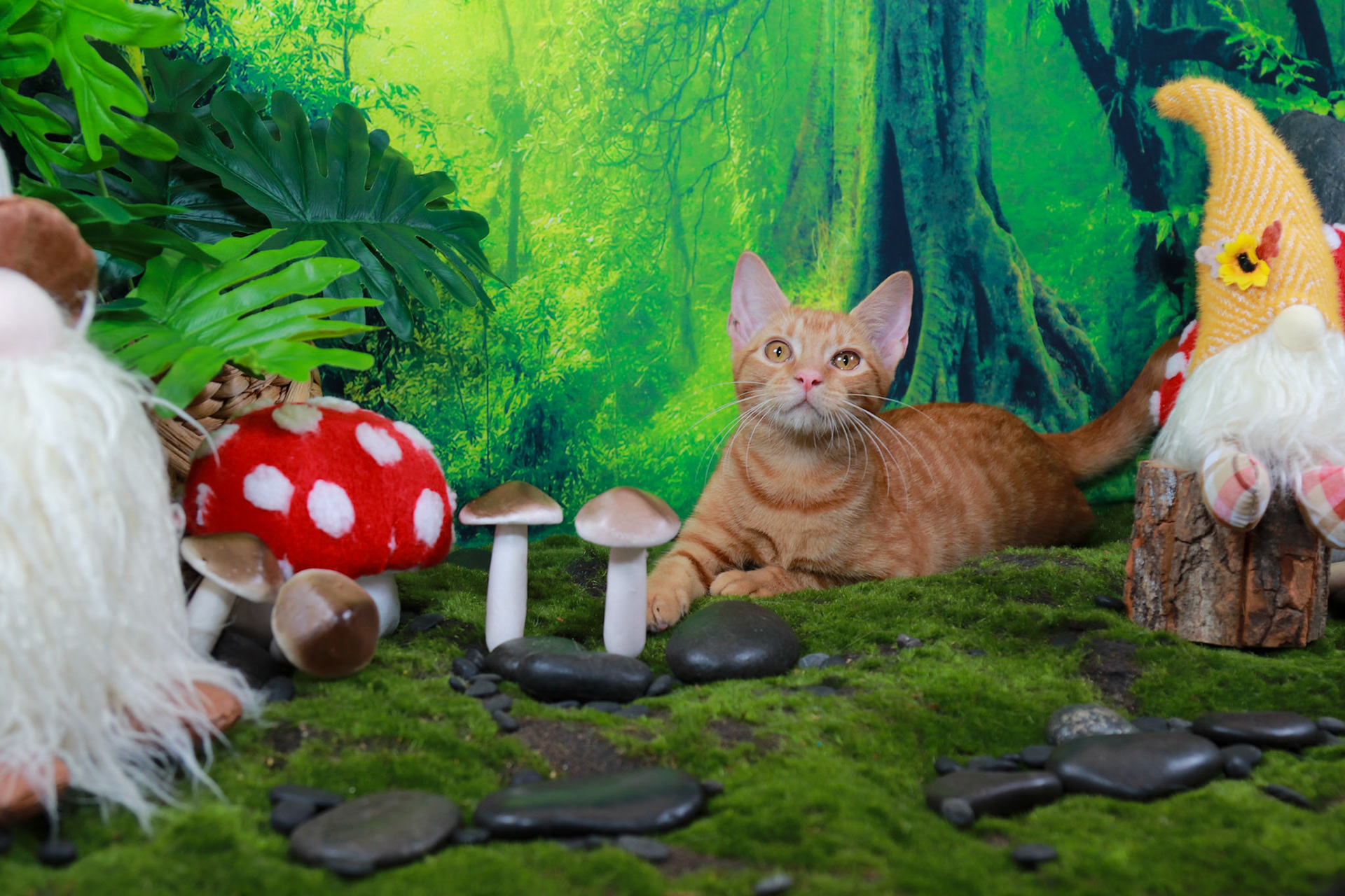 Peaches (F-DSH-Ginger/Tabby)
