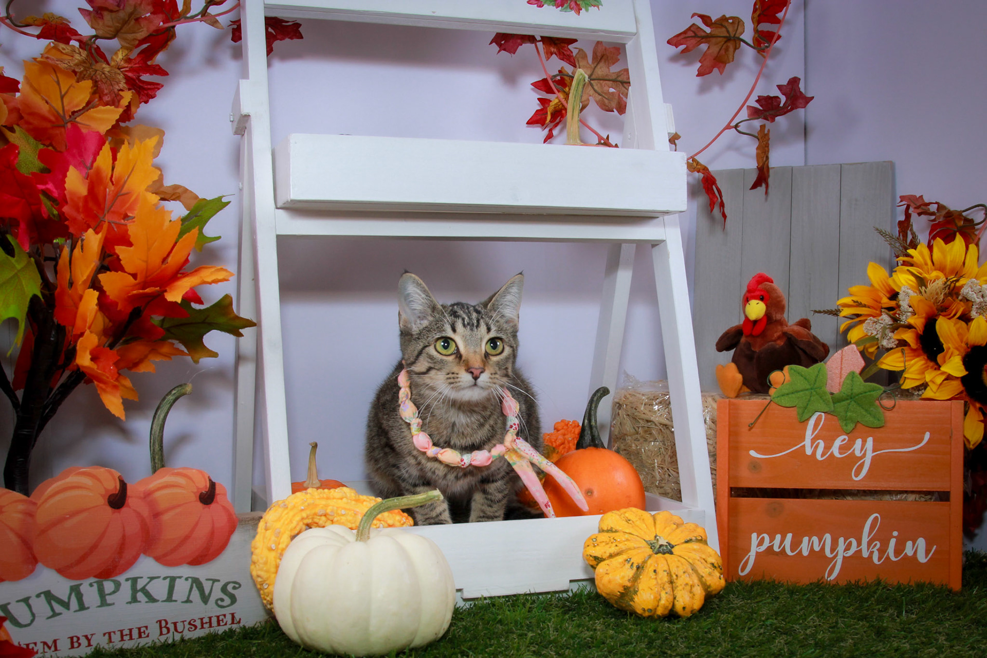 Wren (F-DSH-Tabby)