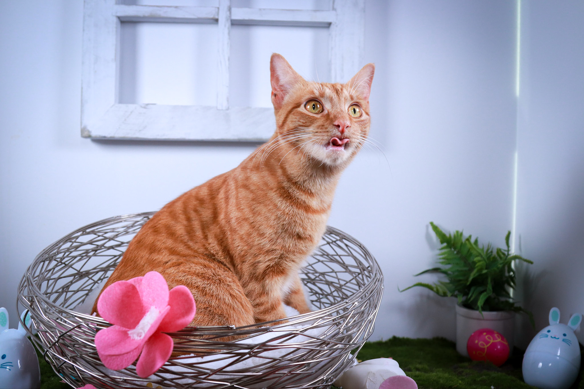 Peaches (F-DSH-Ginger/Tabby)