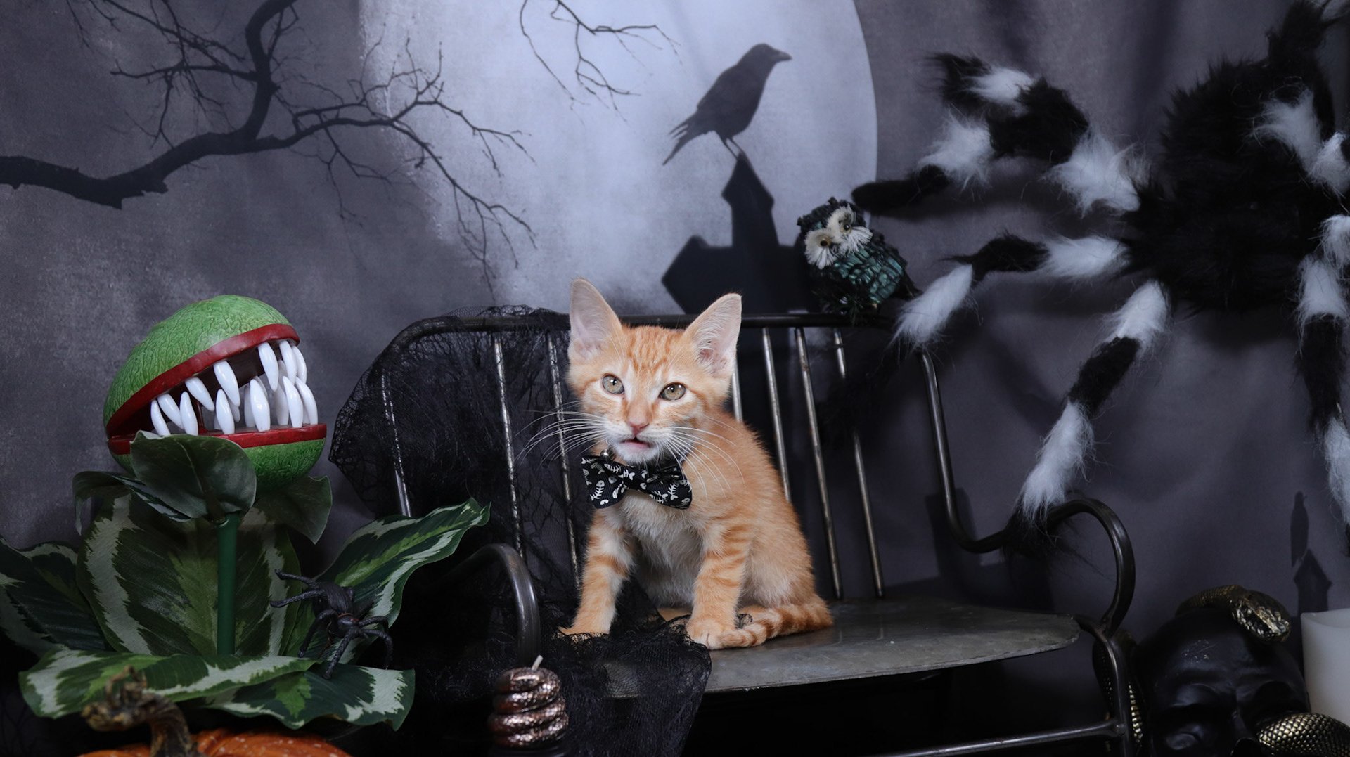 Arlo (M-DSH-Ginger)
