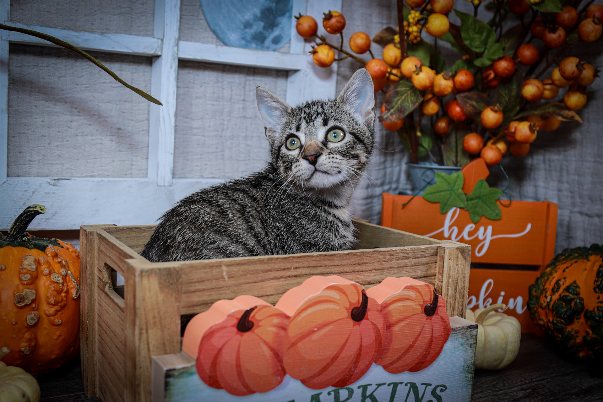 Newo (M-DSH-Tabby)