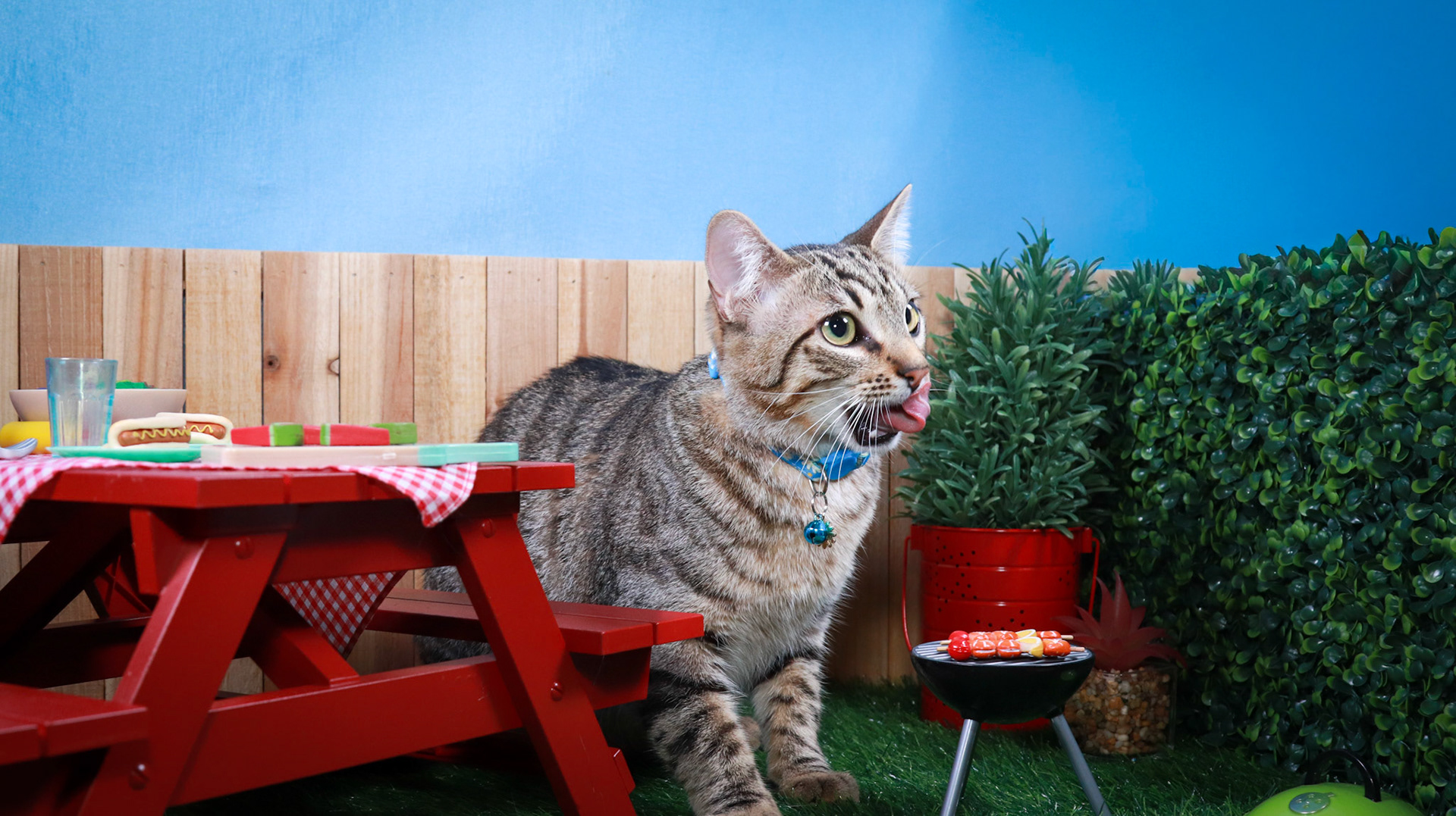 Henry (M-DSH-Tabby)